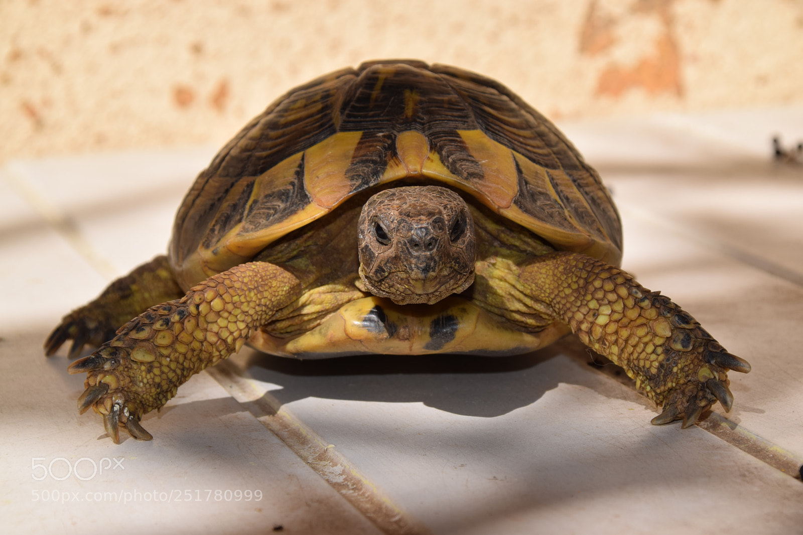 Nikon D5300 sample photo. Tortue photography