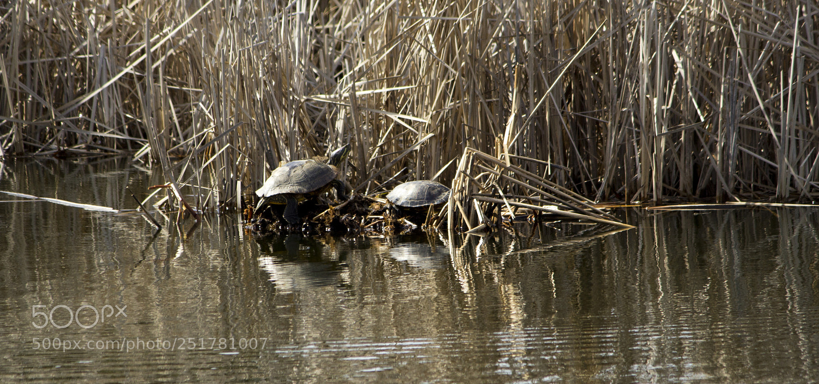 Canon EOS 600D (Rebel EOS T3i / EOS Kiss X5) sample photo. Turtles photography