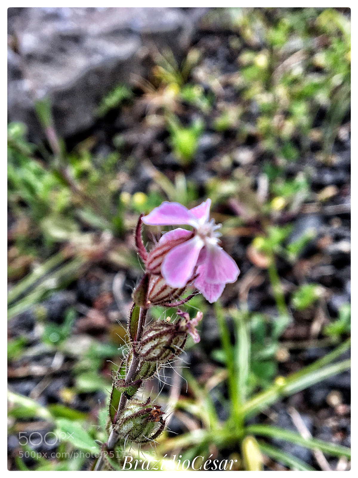 Apple iPhone 6s sample photo. Untitled photography