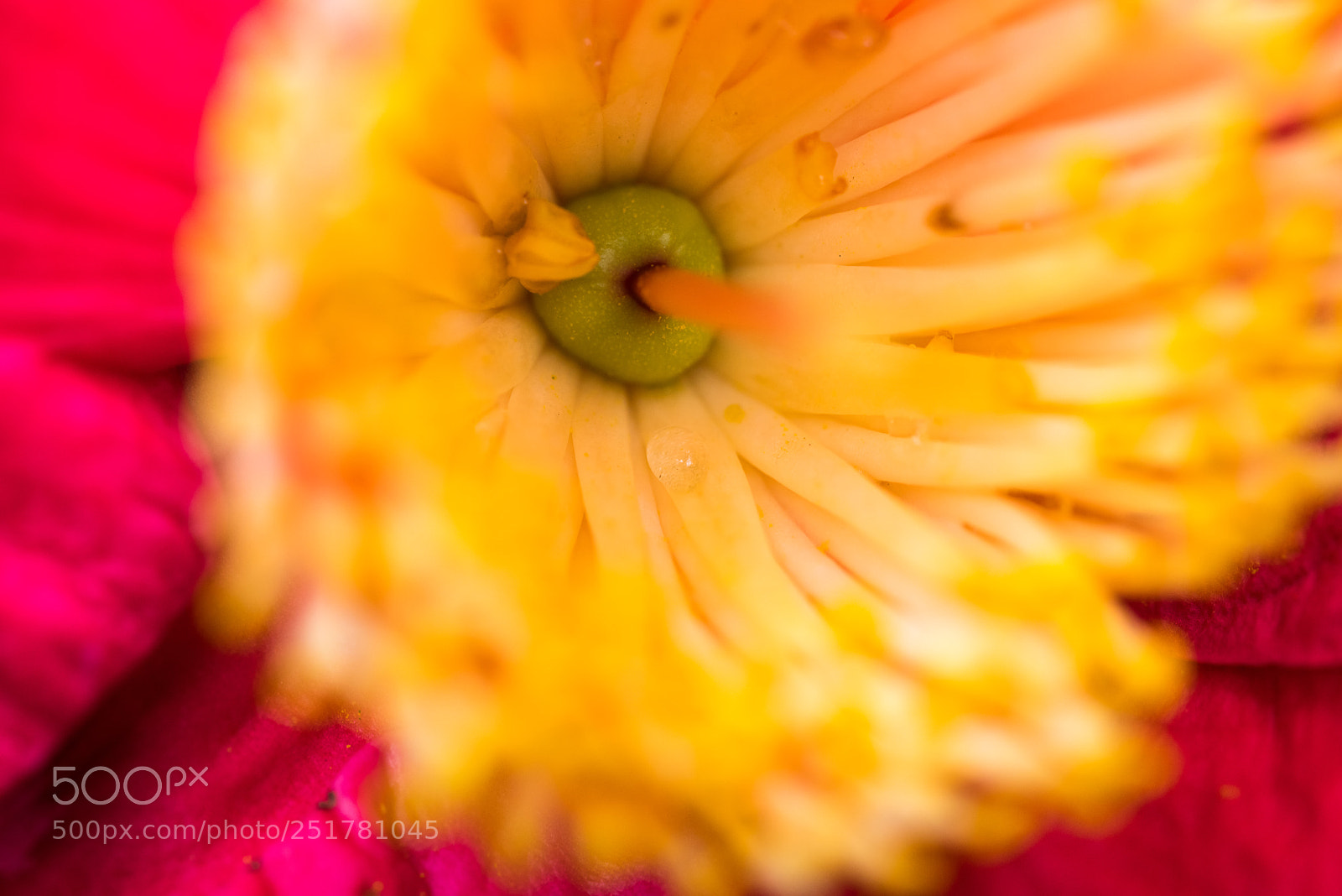 Nikon D810 sample photo. Camellia exhibition at cologne photography