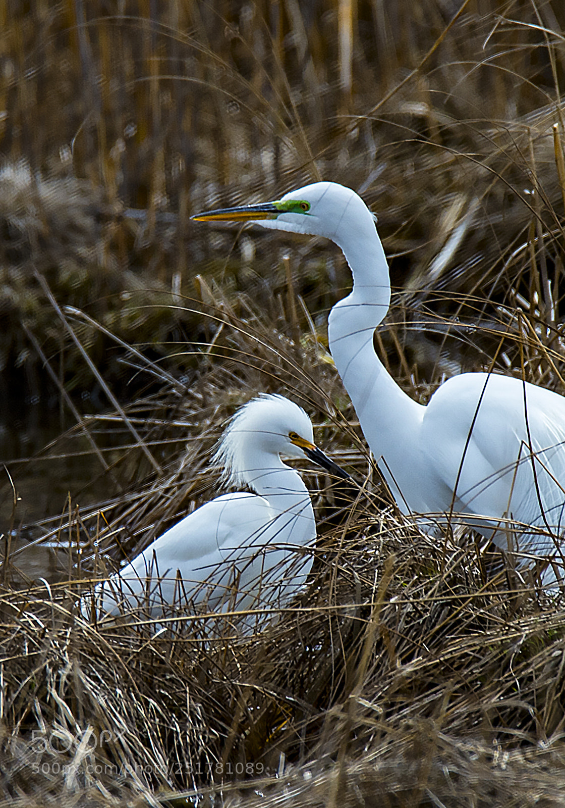Nikon D4 sample photo. Egrets photography