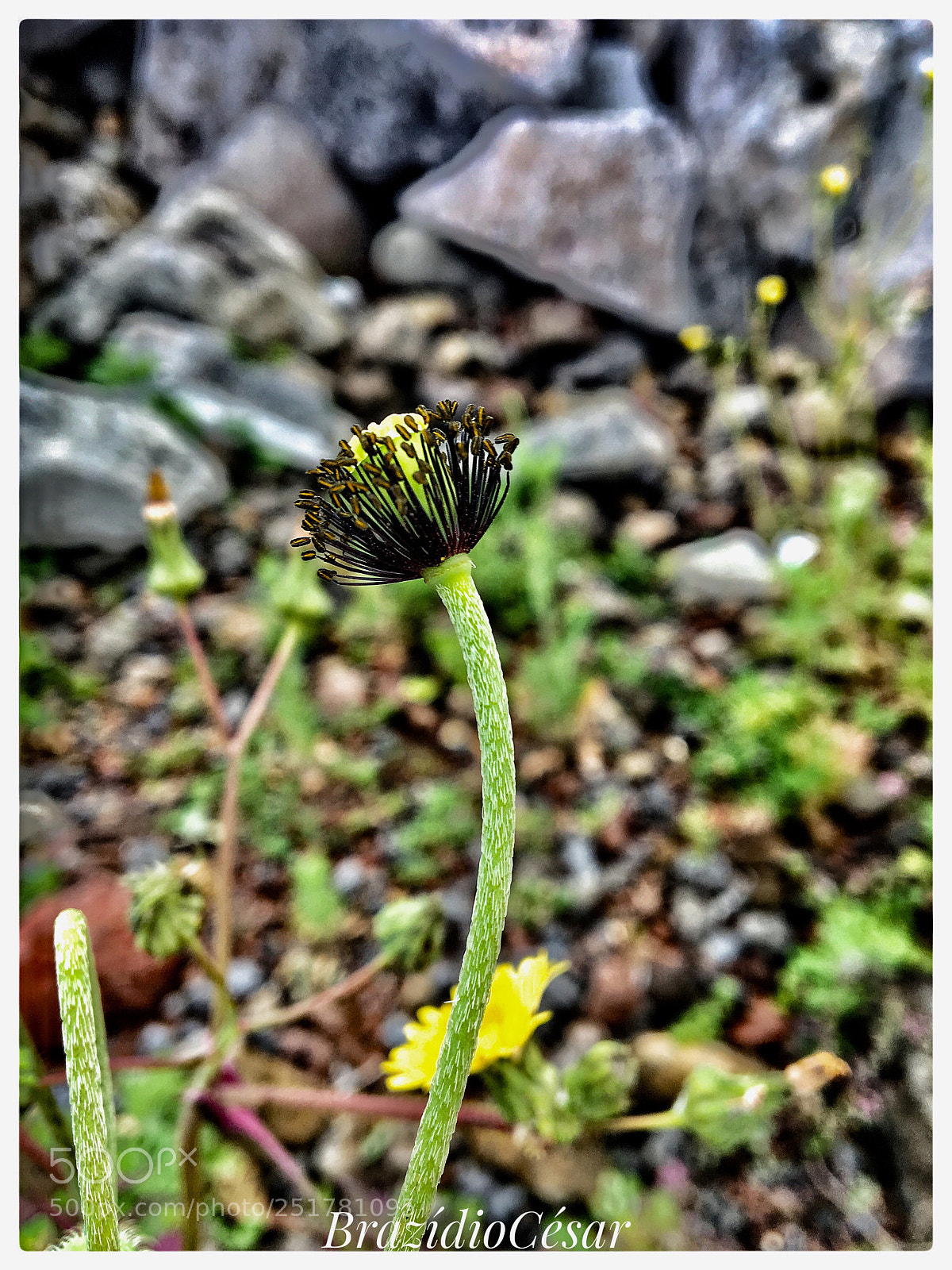 Apple iPhone 6s sample photo. Untitled photography