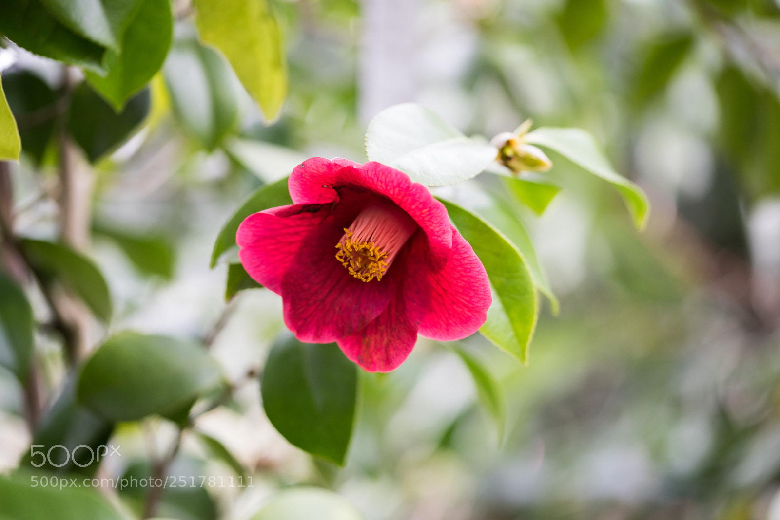 Nikon D810 sample photo. Camellia exhibition at cologne photography