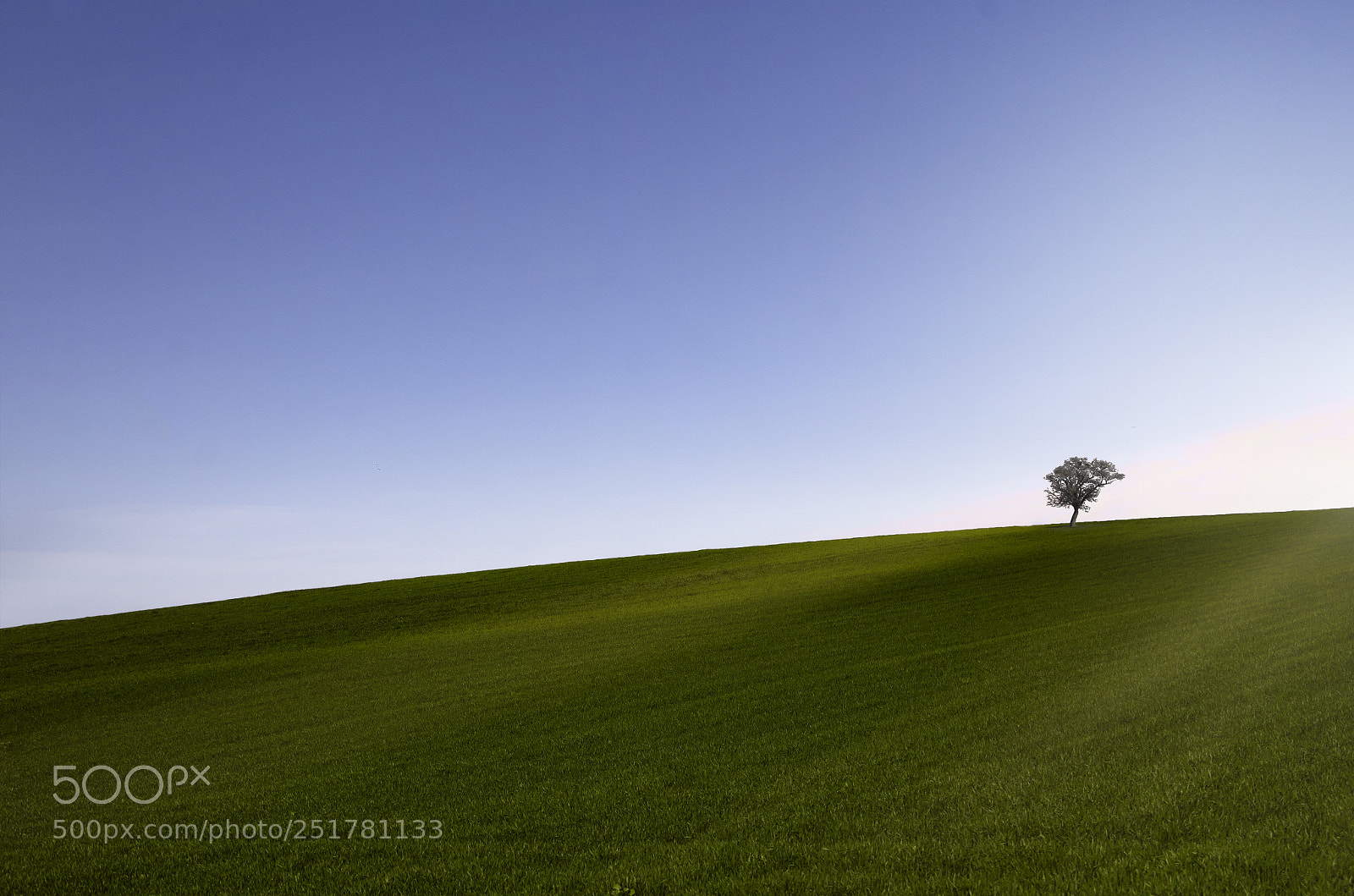 Nikon D7000 sample photo. The lonely tree in photography