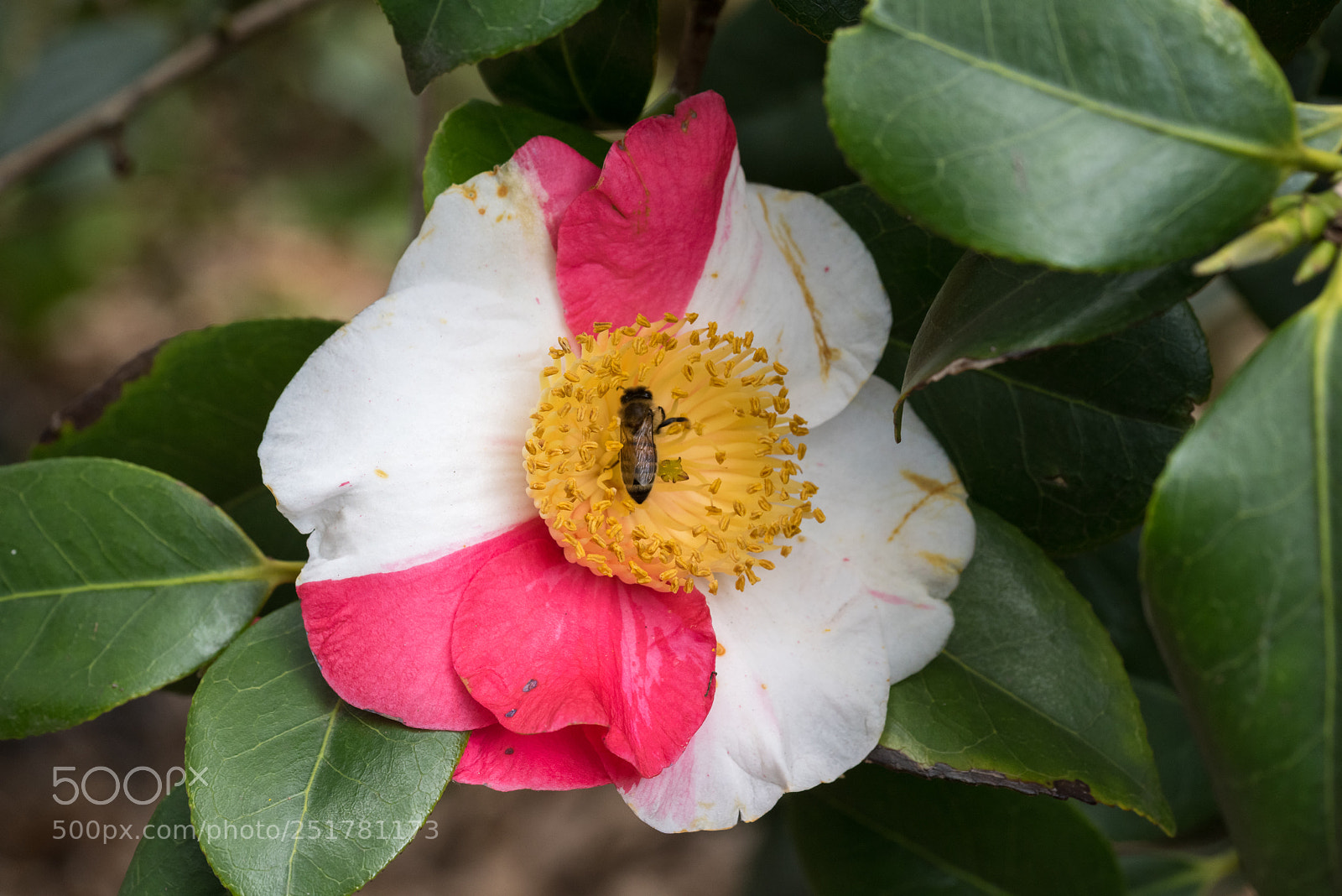 Nikon D810 sample photo. Camellia exhibition at cologne photography