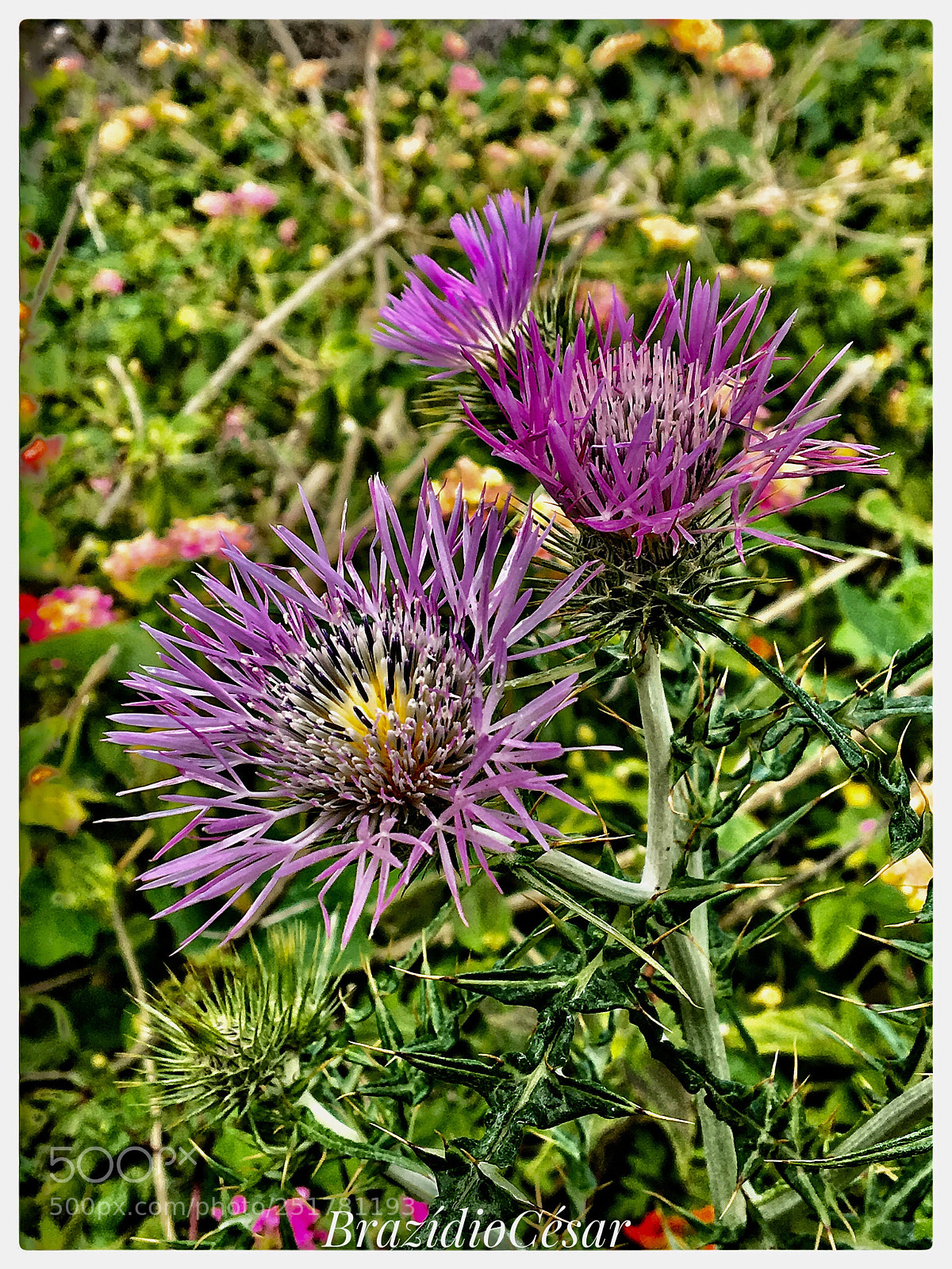 Apple iPhone 6s sample photo. Untitled photography