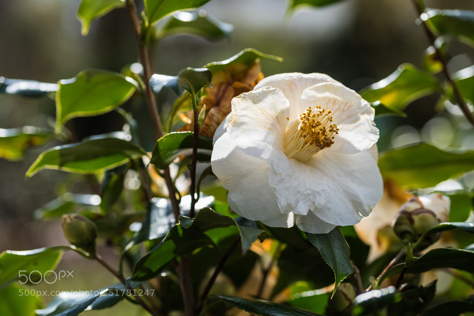 Nikon D810 sample photo. Camellia exhibition at cologne photography