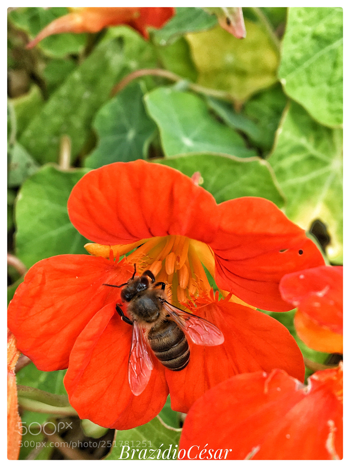 Apple iPhone 6s sample photo. Untitled photography