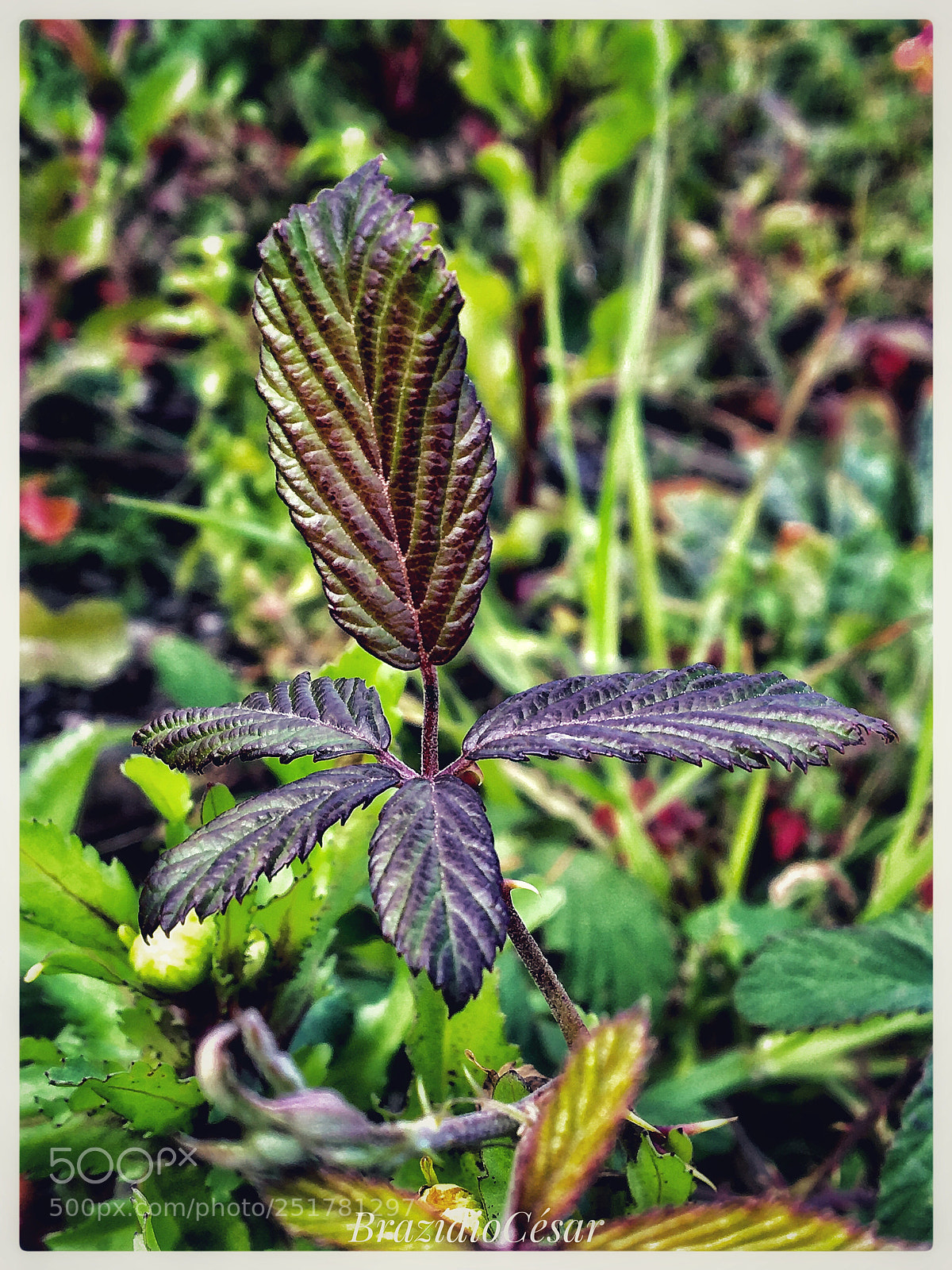 Apple iPhone 6s sample photo. Untitled photography