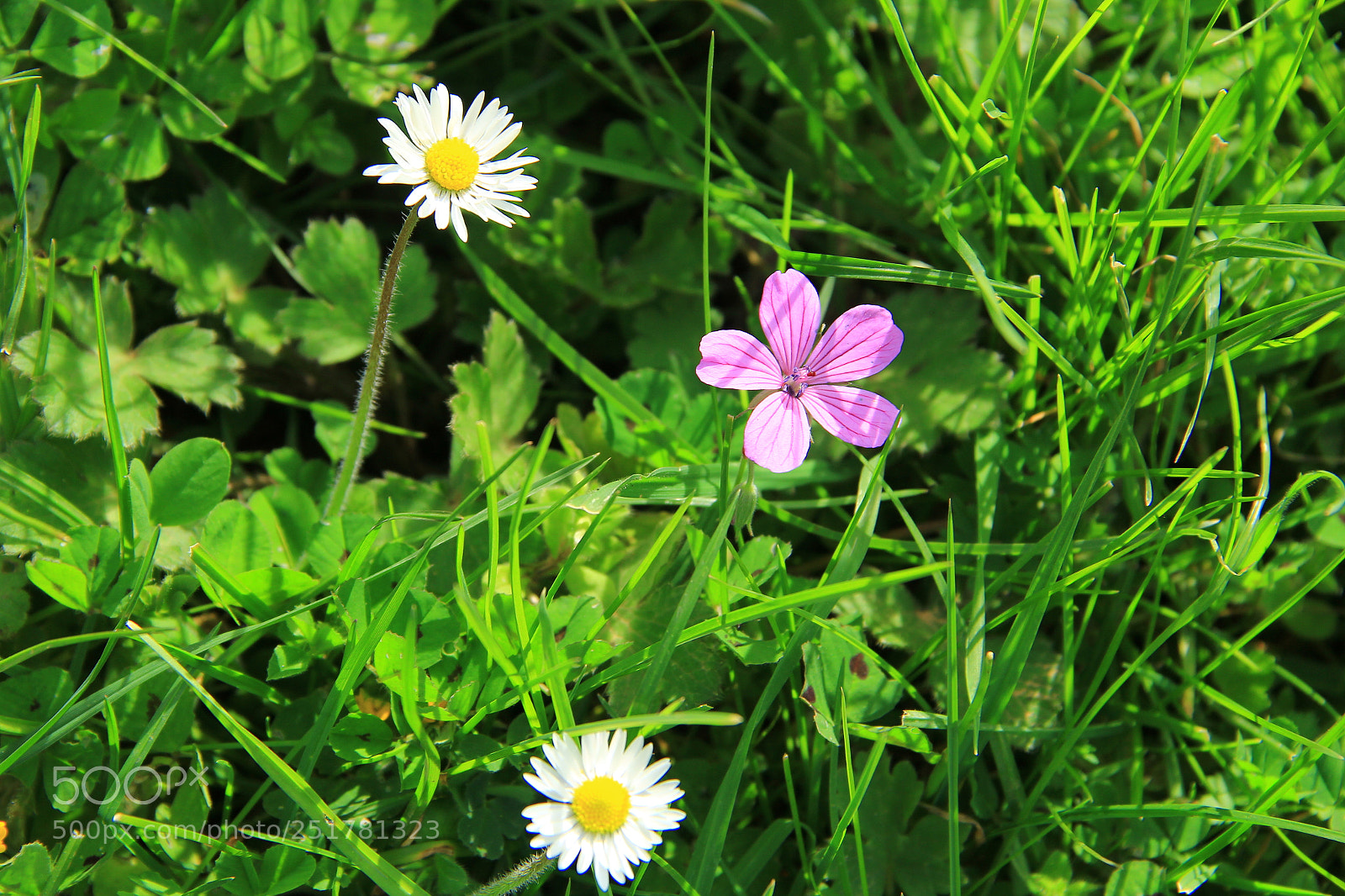 Canon EF-S 18-135mm F3.5-5.6 IS sample photo. Untitled photography