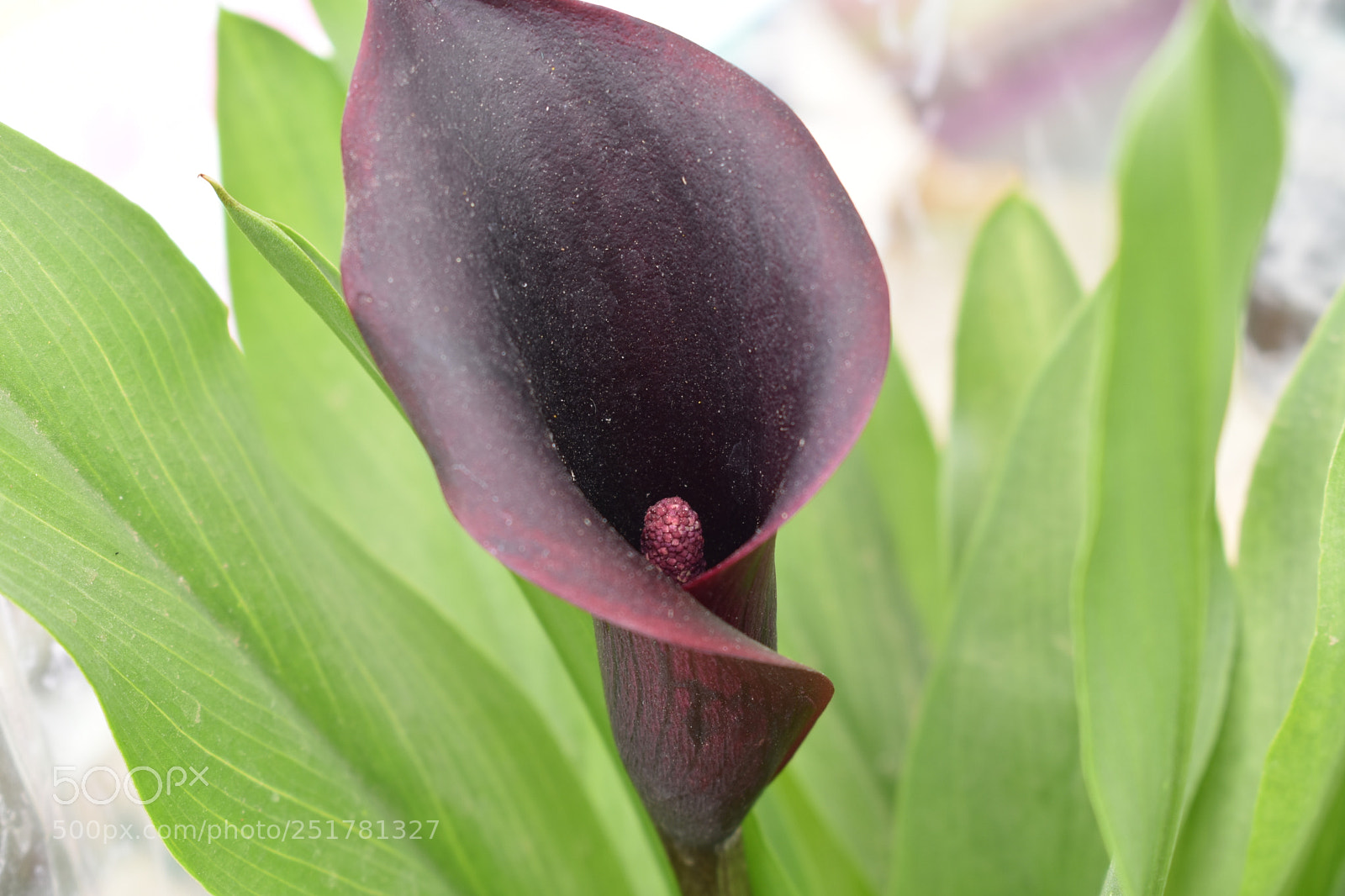 Nikon D3400 sample photo. Flower photography