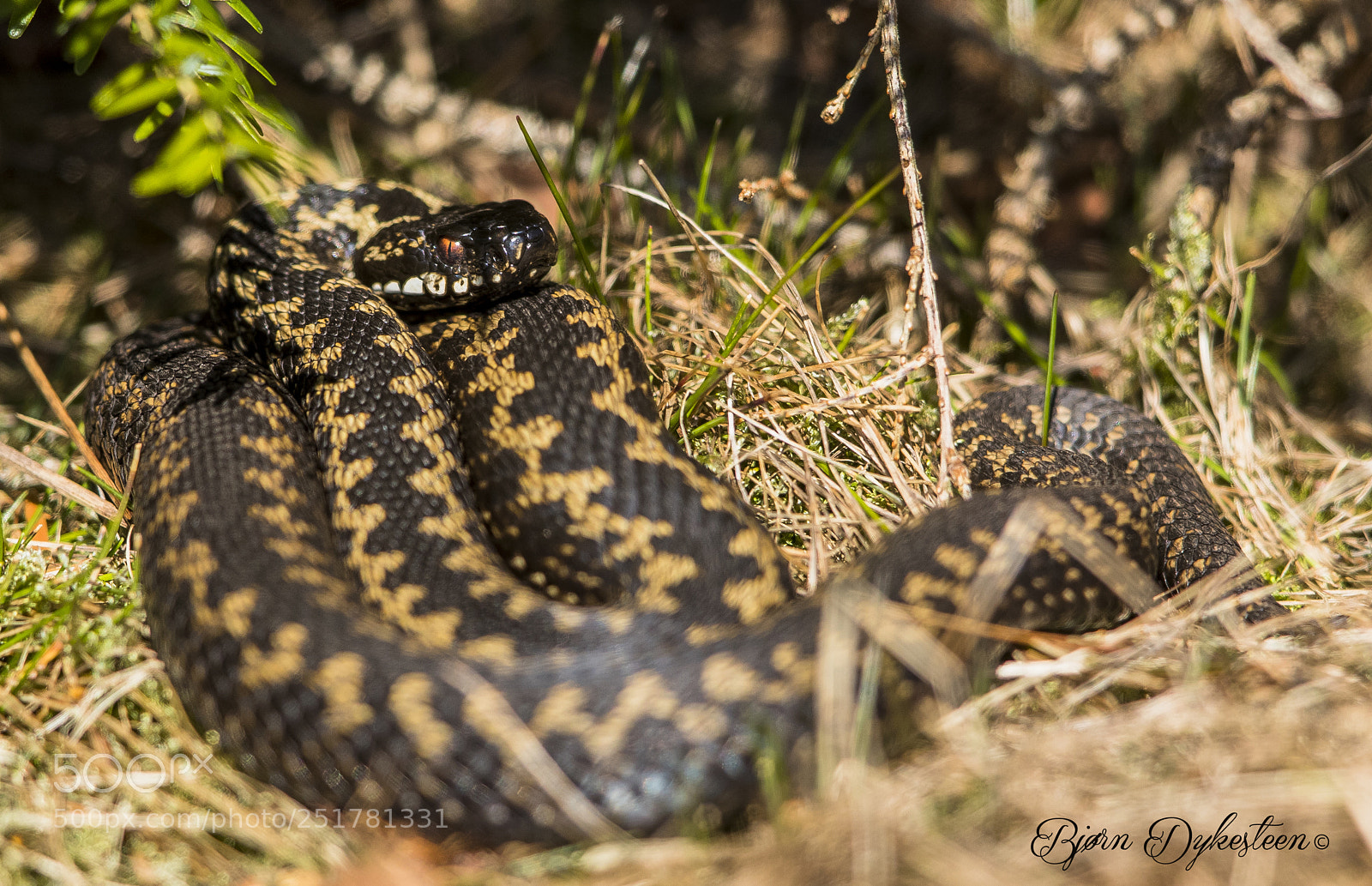 Canon EOS-1D X Mark II sample photo. Norwegian viper photography