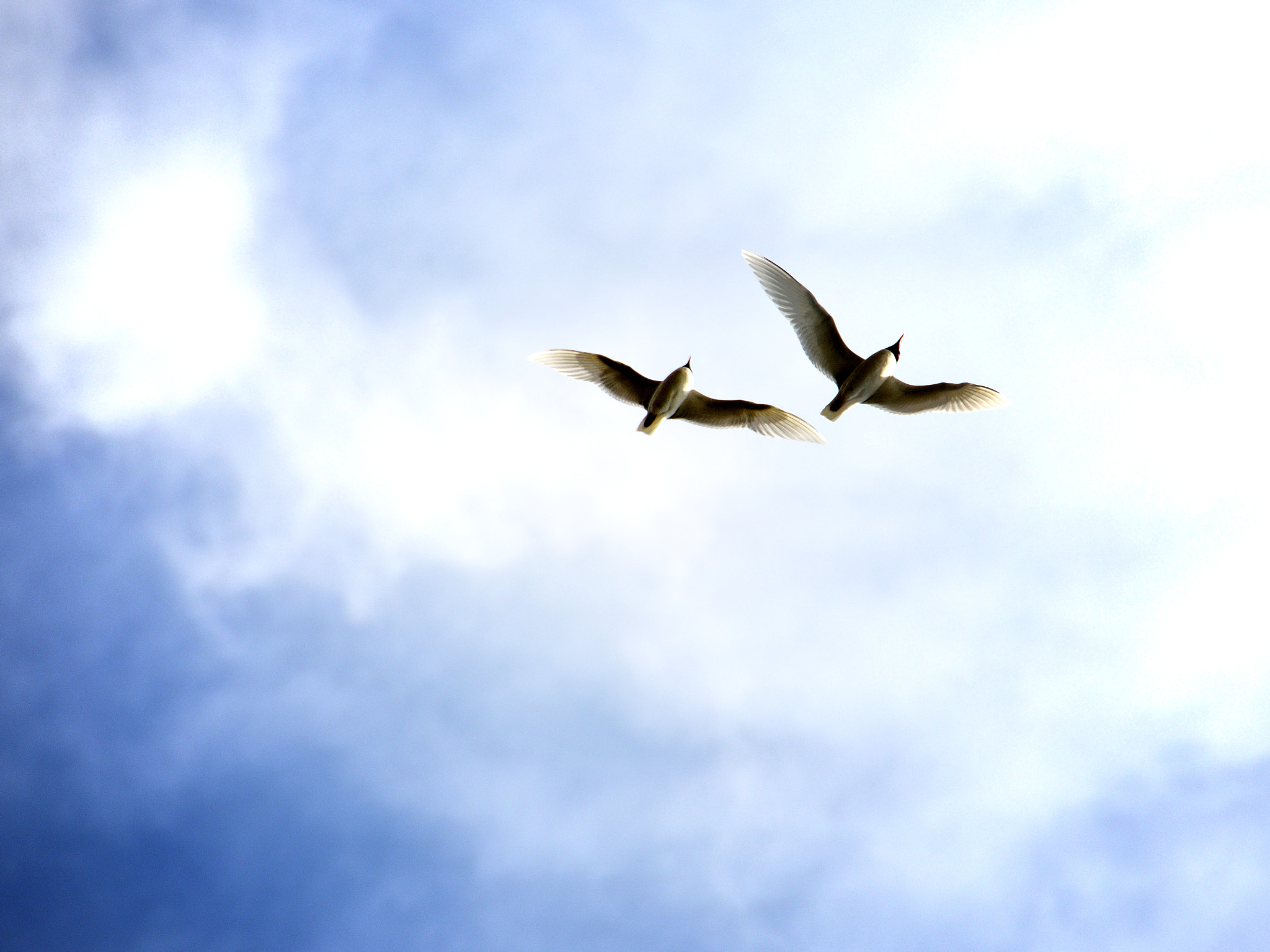 Nikon D7200 sample photo. Two photography