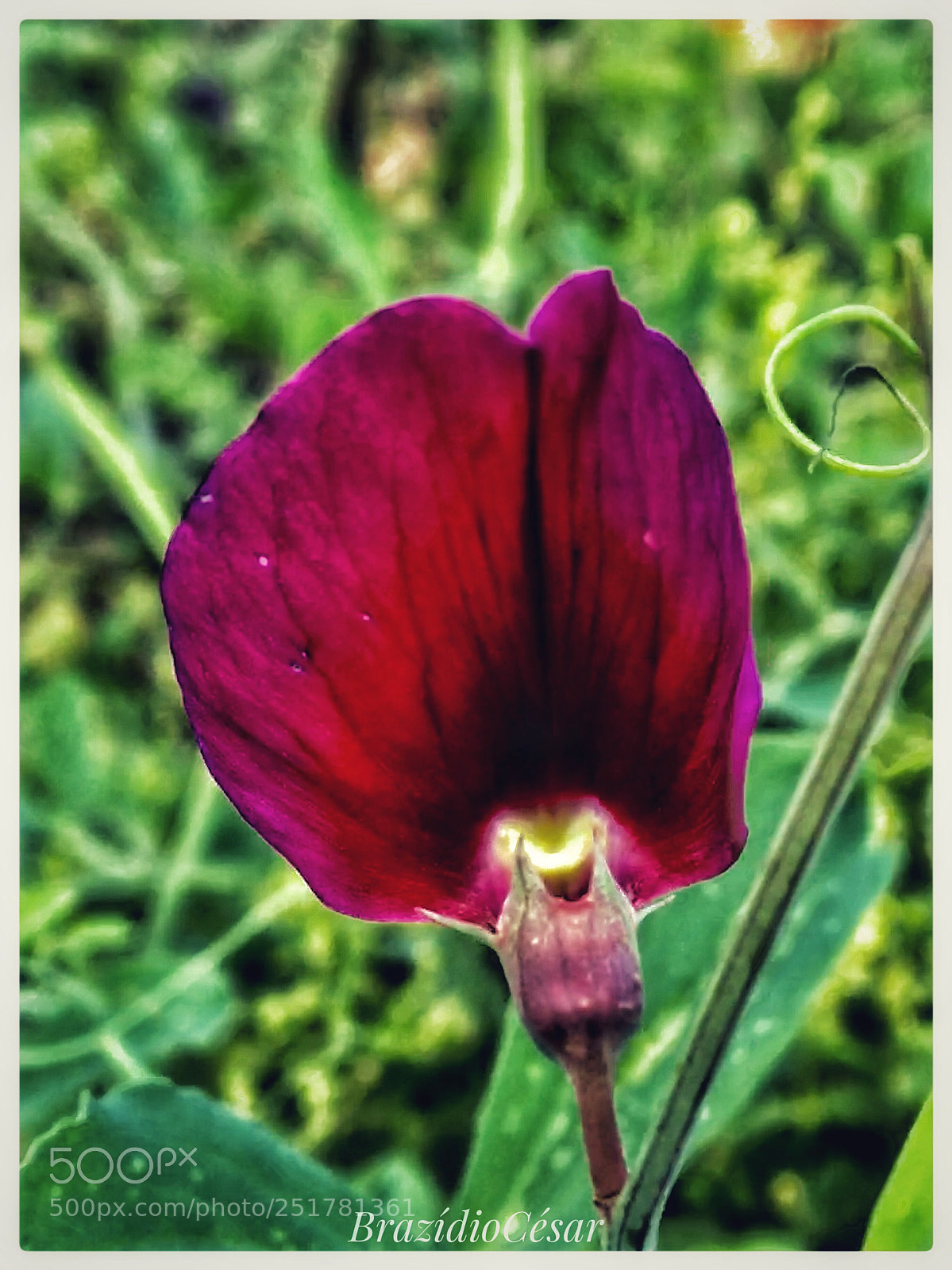 Apple iPhone 6s sample photo. Untitled photography