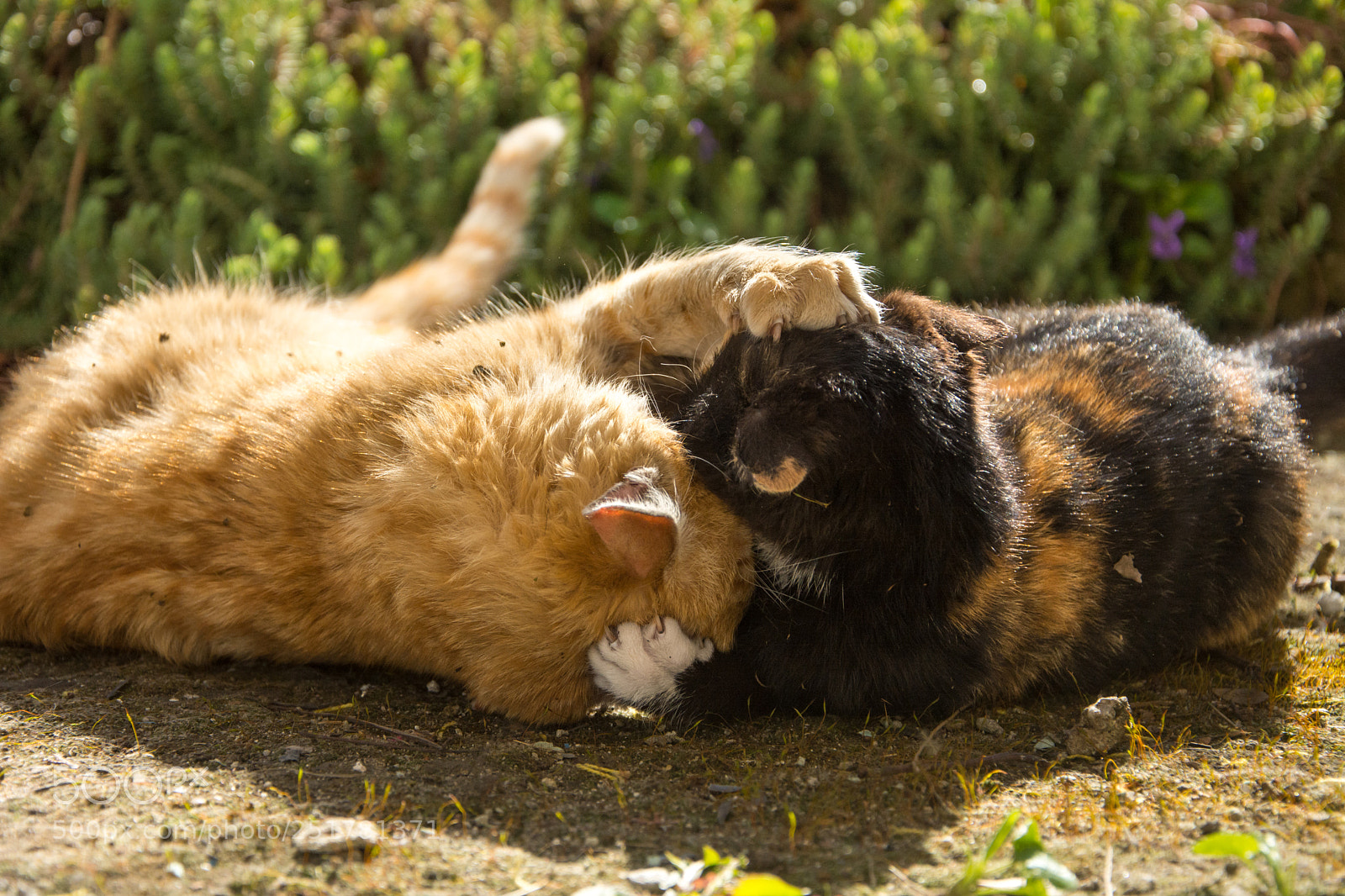 Nikon D7100 sample photo. Claws photography
