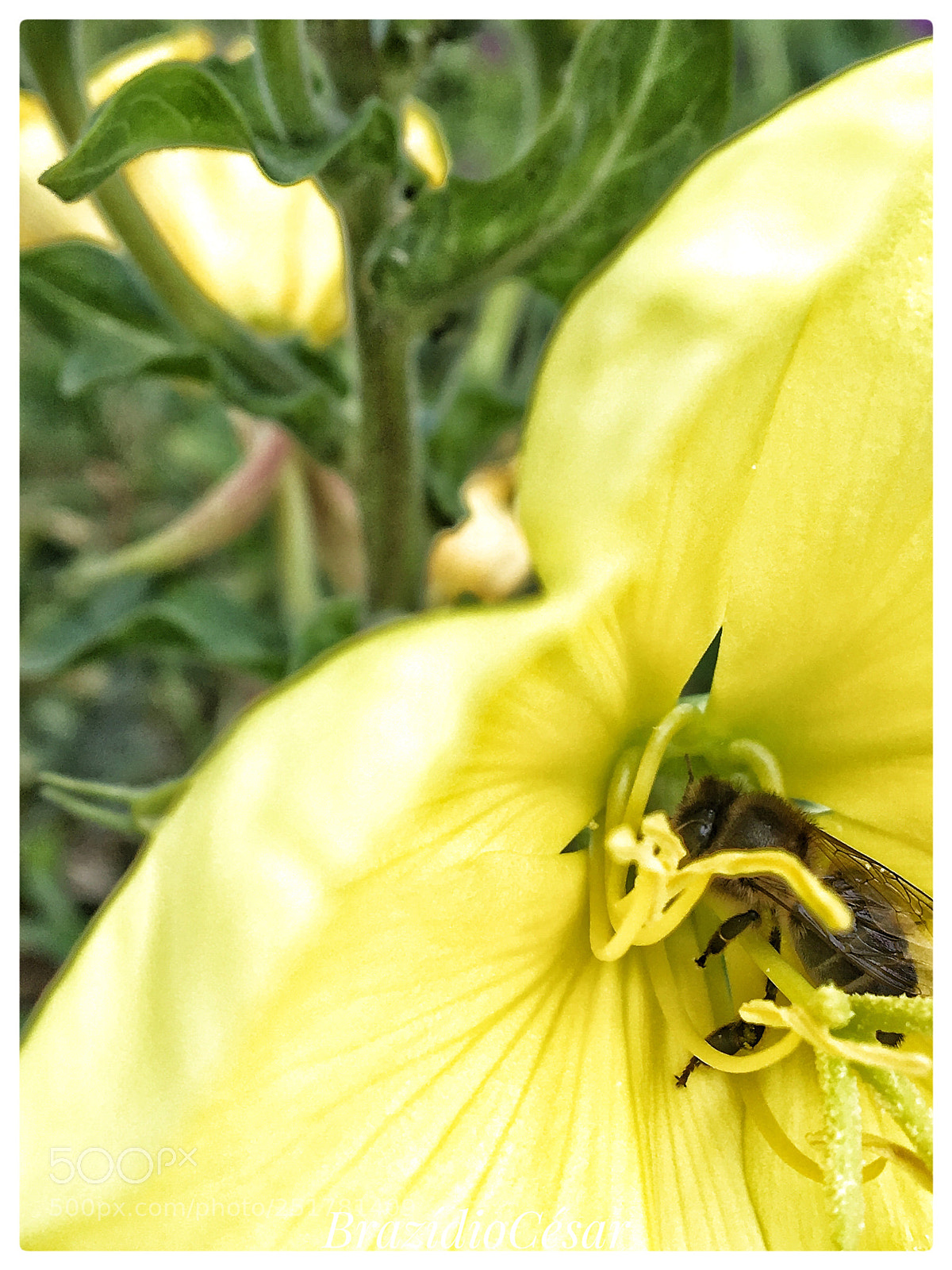 Apple iPhone 6s sample photo. Untitled photography