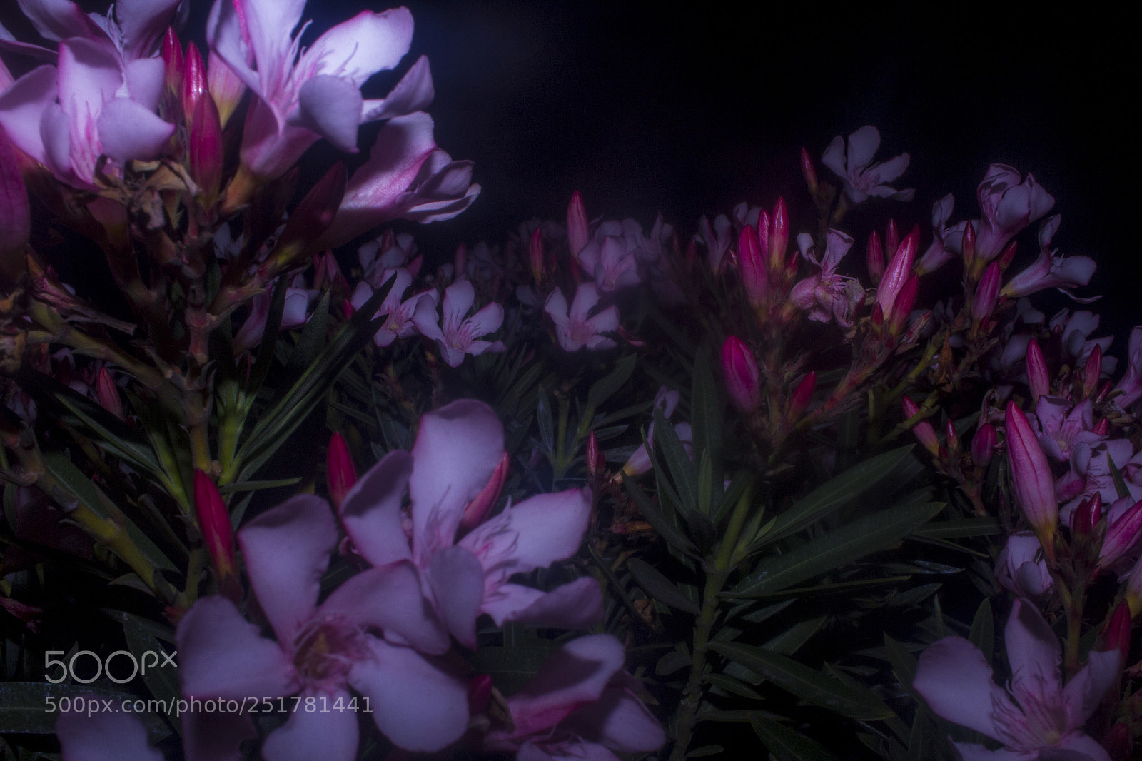 Canon EOS 600D (Rebel EOS T3i / EOS Kiss X5) sample photo. Night bloom photography