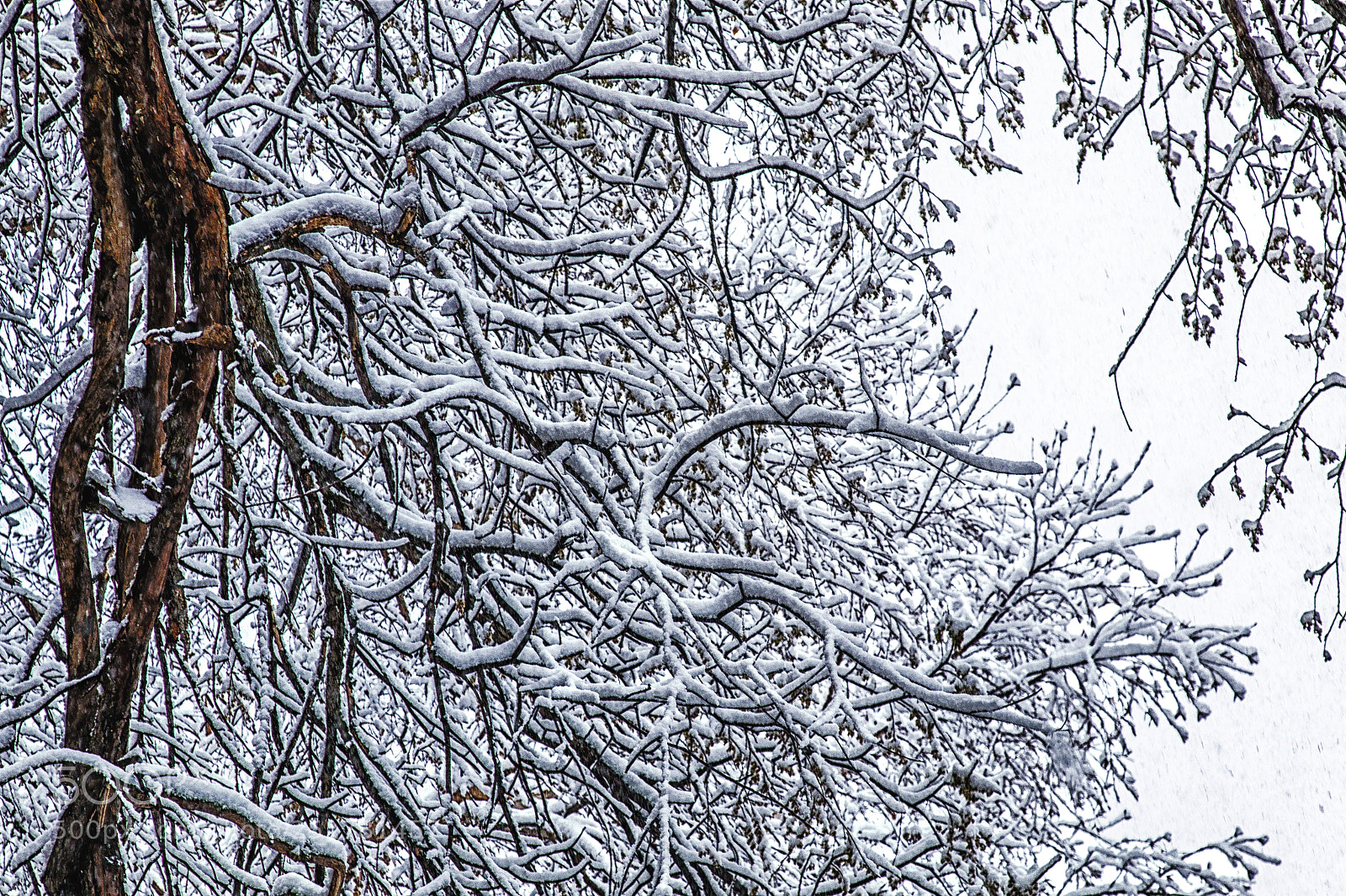 Canon EOS 70D sample photo. Last snow in dc photography
