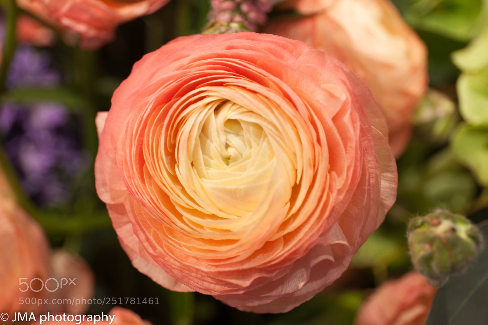 Canon EOS 5D Mark II sample photo. Img photography