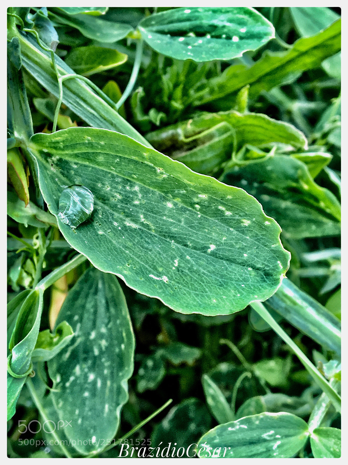 Apple iPhone 6s sample photo. Untitled photography