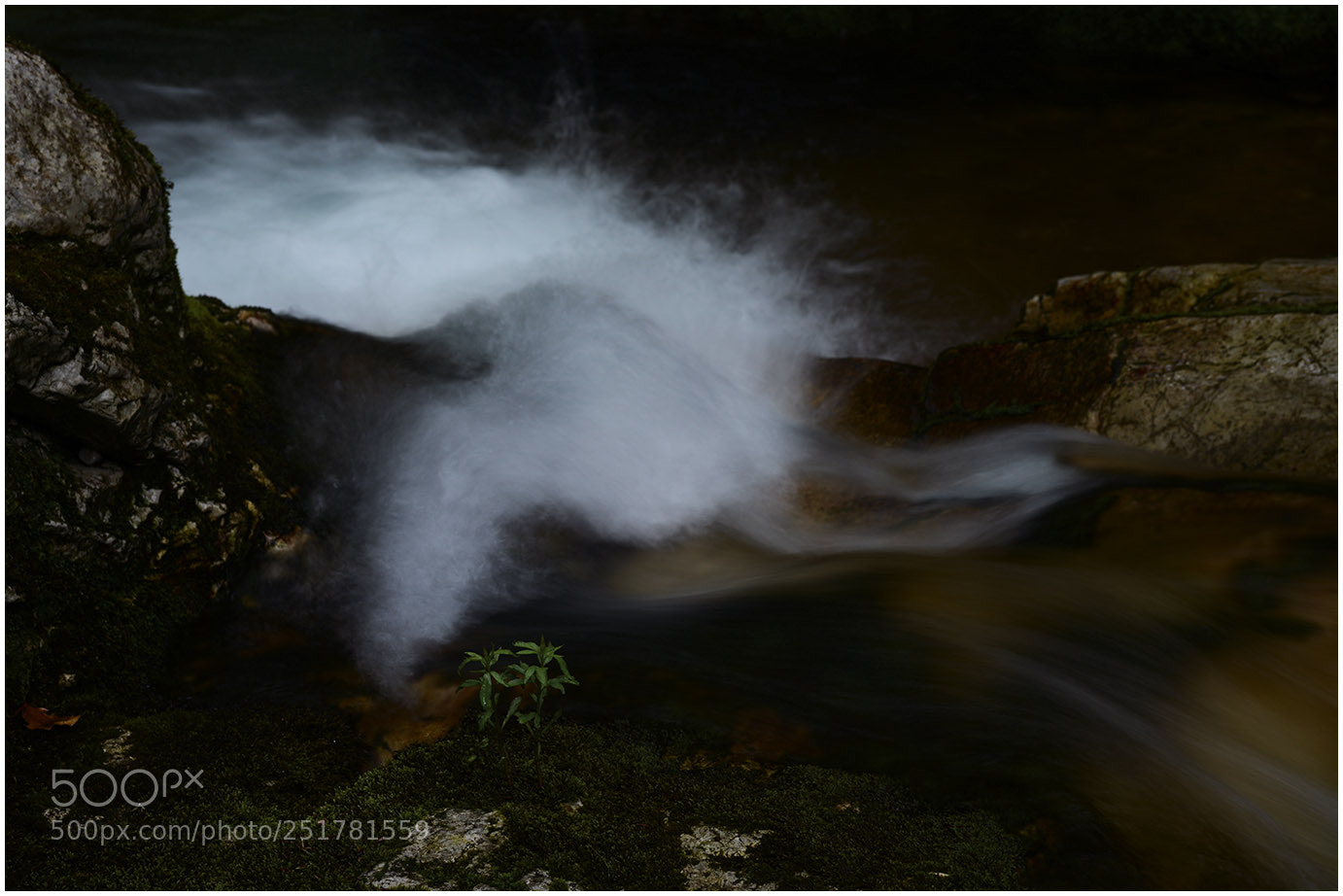 Nikon D600 sample photo. Dve travke pored reke photography