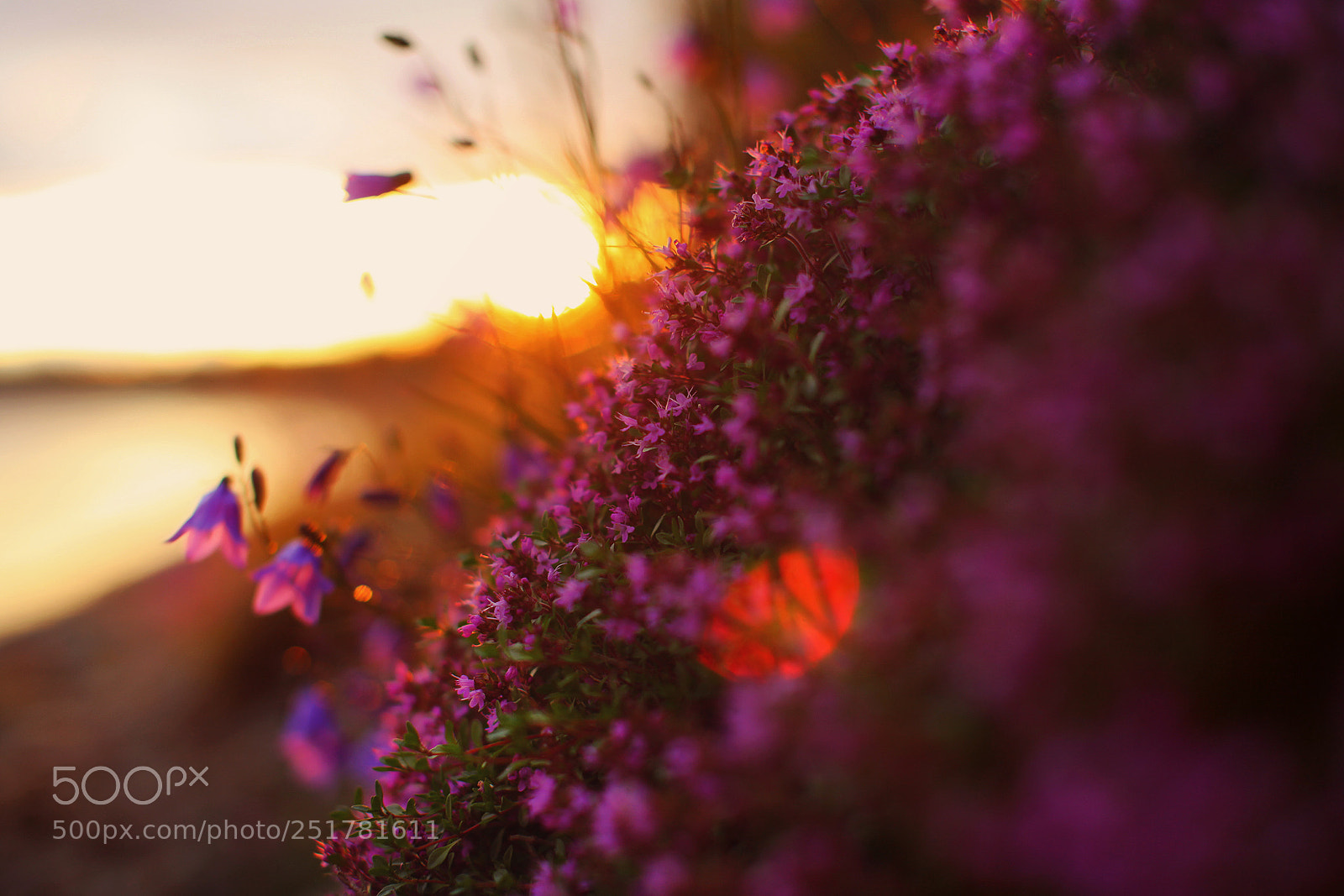 Canon EOS 5D Mark II sample photo. North flowers photography