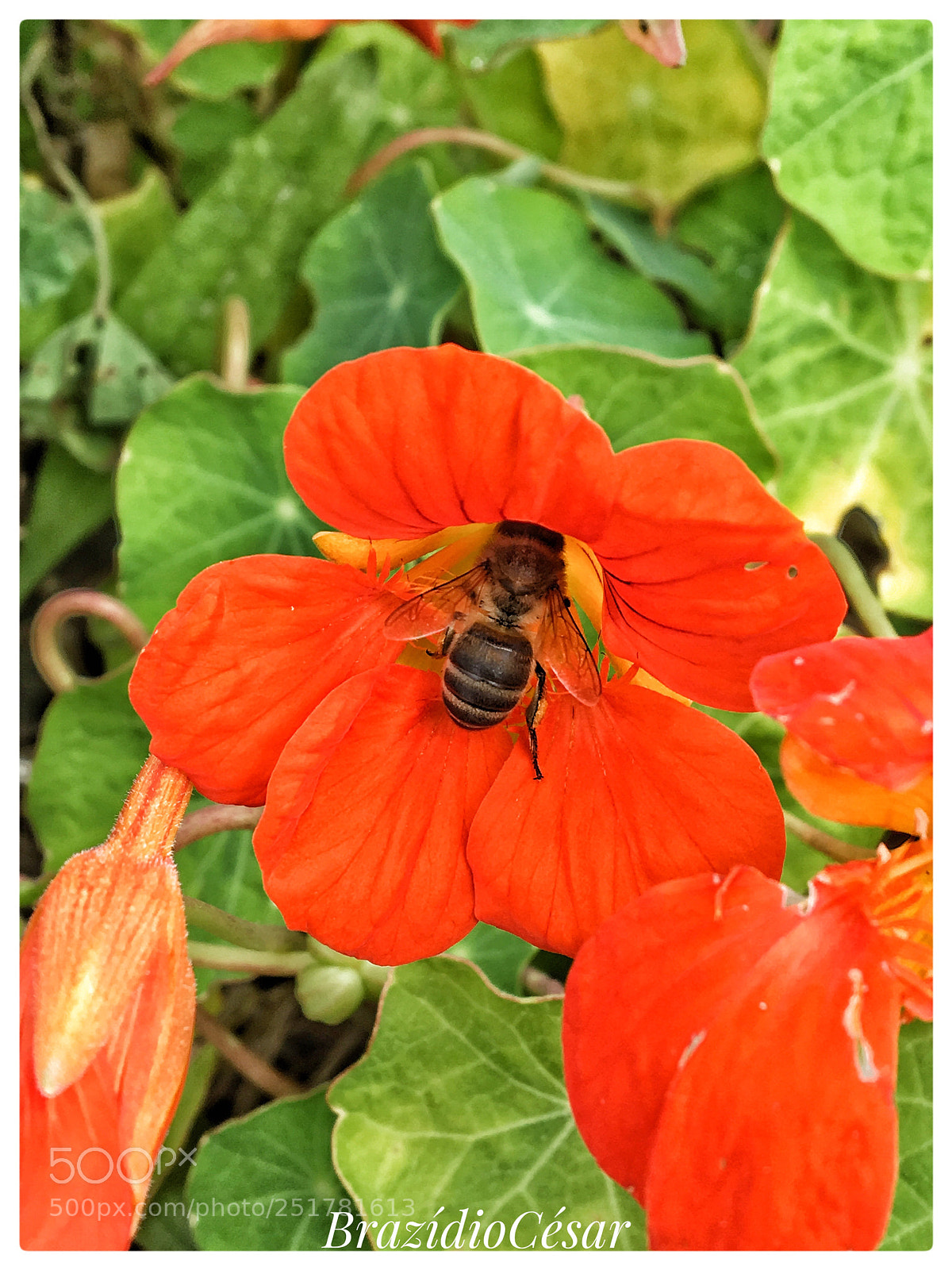 Apple iPhone 6s sample photo. Untitled photography