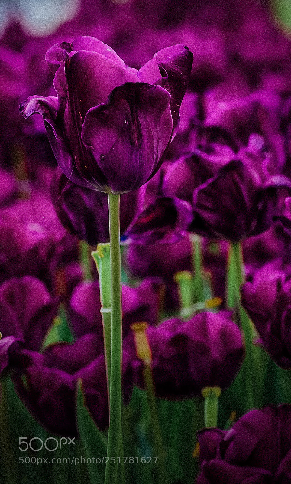 Nikon D7000 sample photo. Flover photography