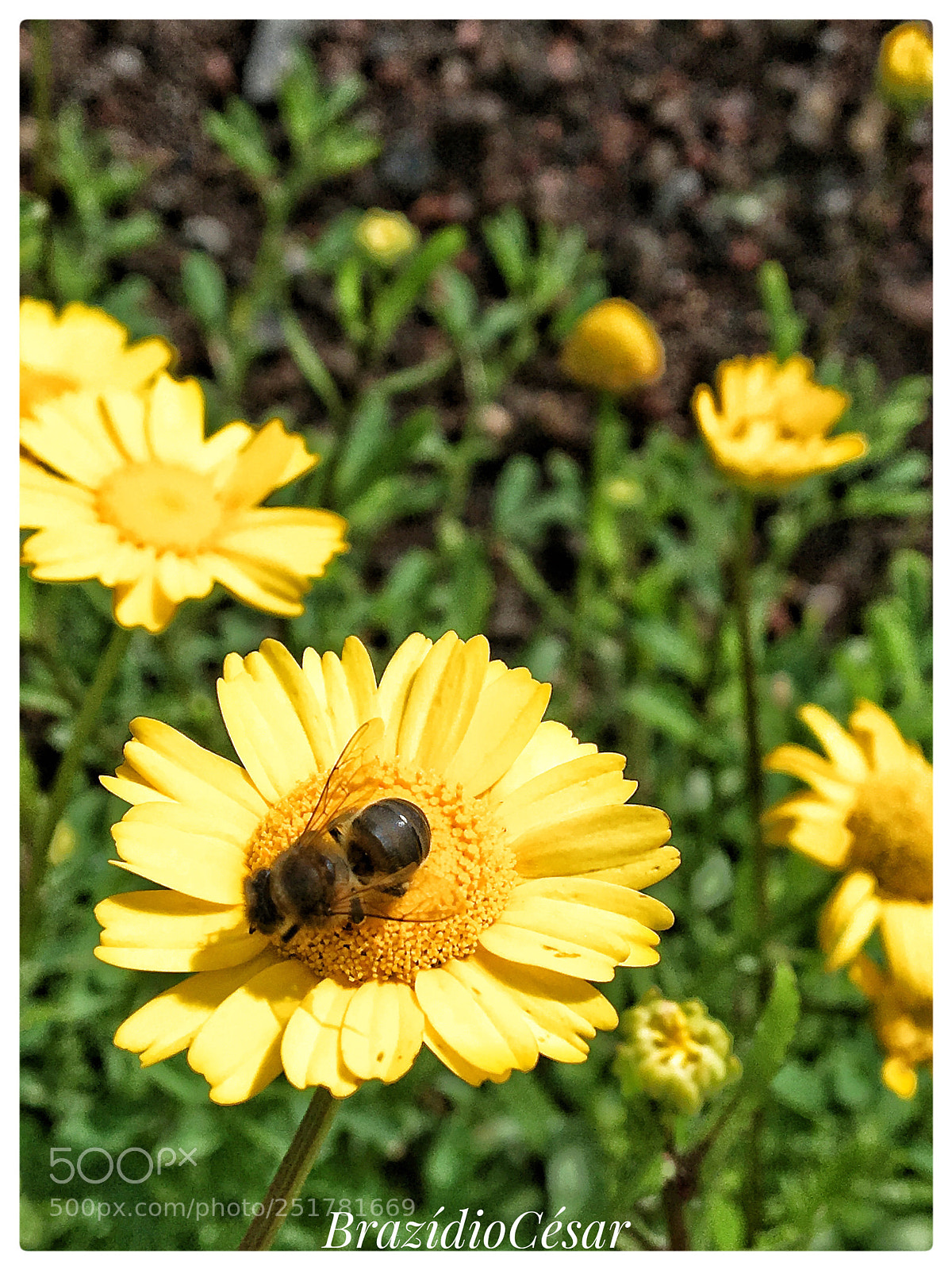 Apple iPhone 6s sample photo. Untitled photography