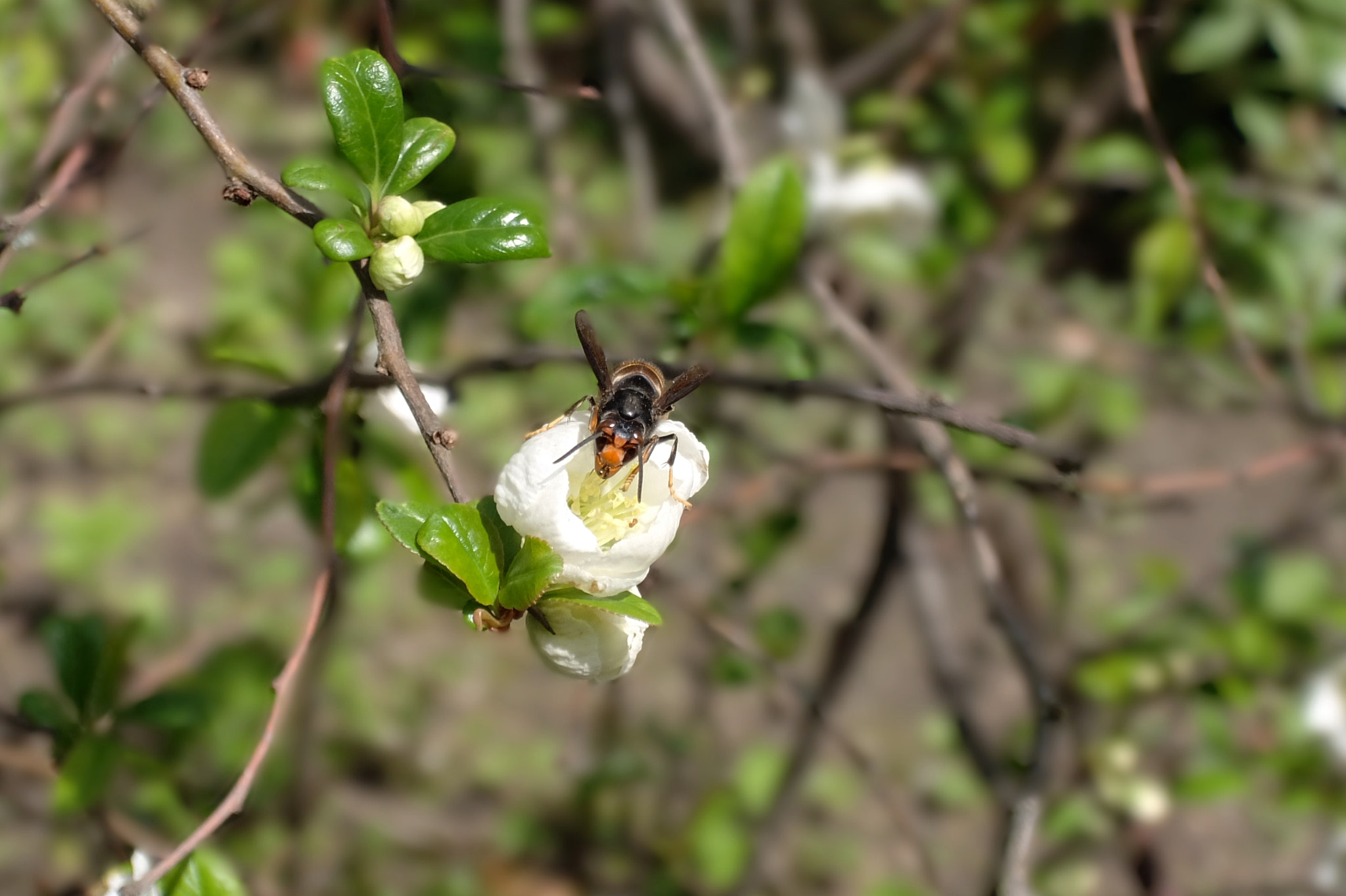 Fujifilm XQ1 sample photo. Hornet on flower photography