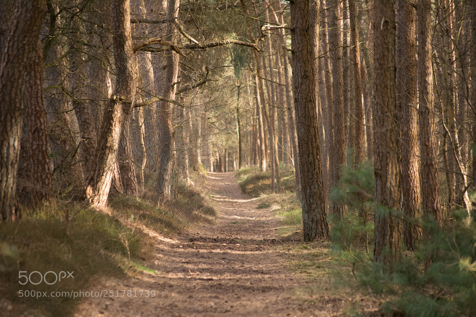 Nikon D5200 sample photo. Willemsbos elspeet. photography