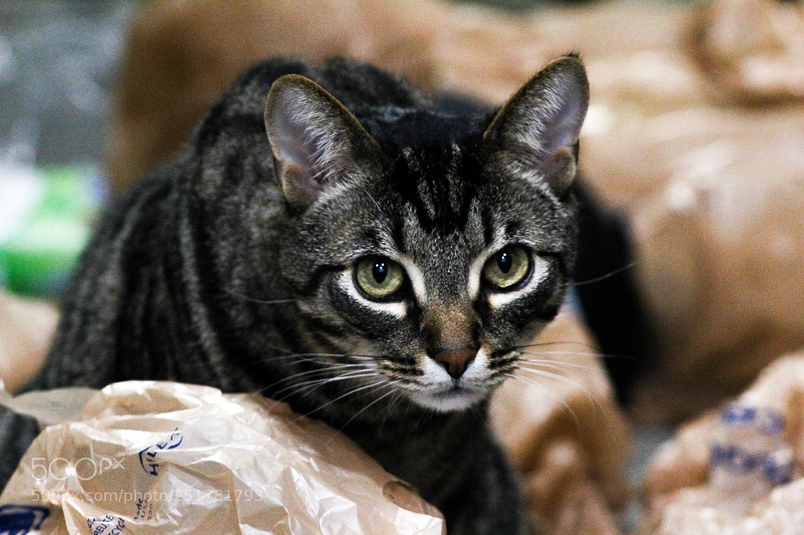 Canon EOS 1300D (EOS Rebel T6 / EOS Kiss X80) sample photo. In his natural habitat photography