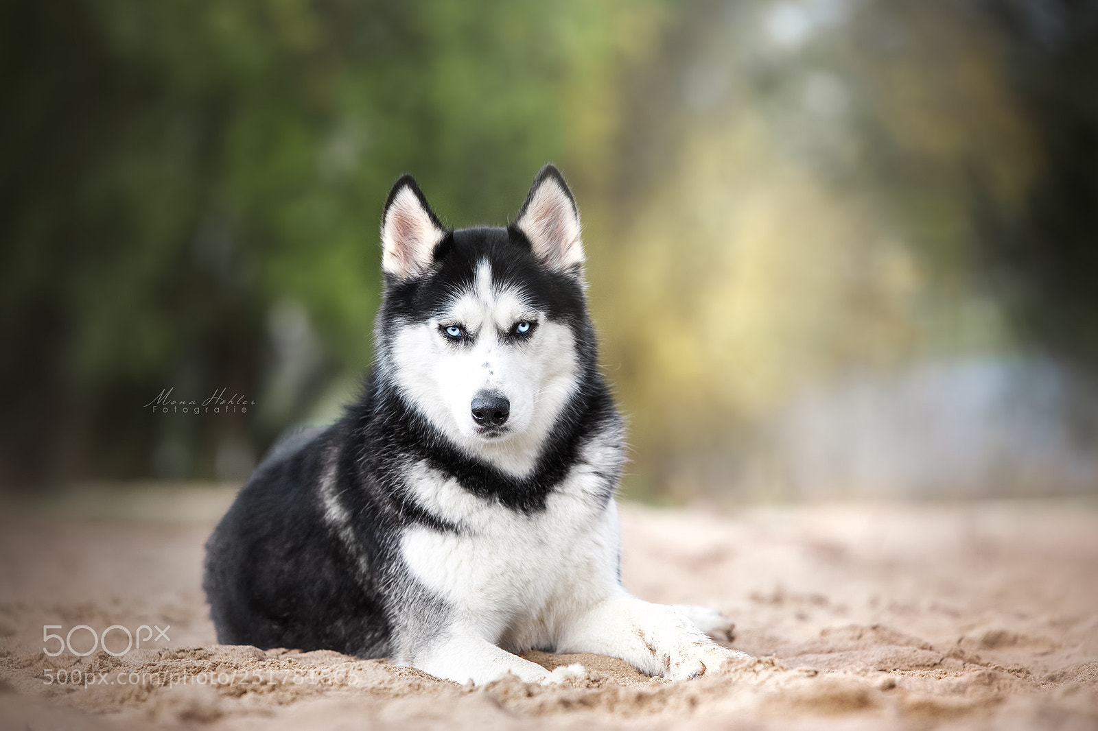 Nikon D3 sample photo. Husky photography