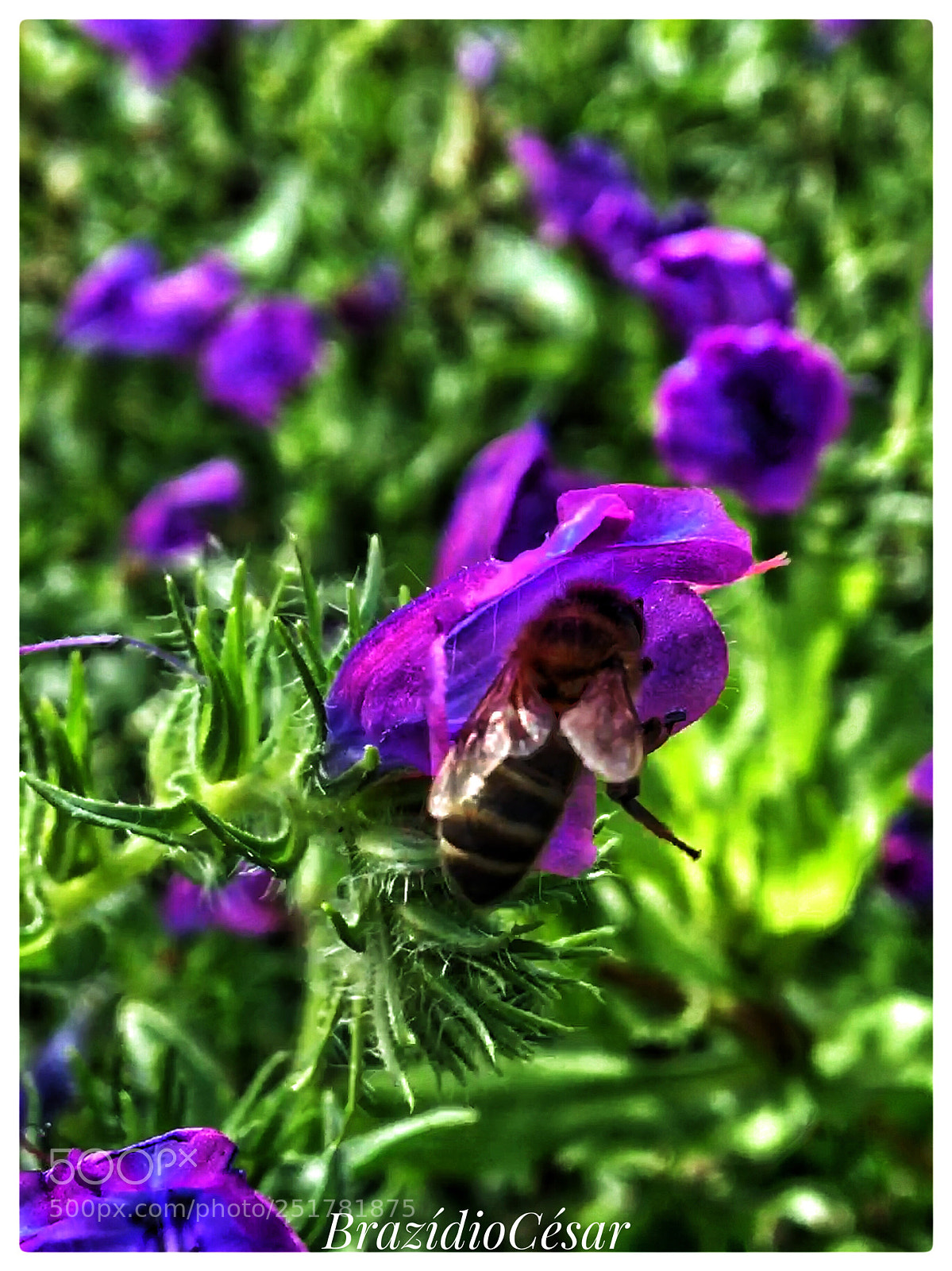 Apple iPhone 6s sample photo. Untitled photography