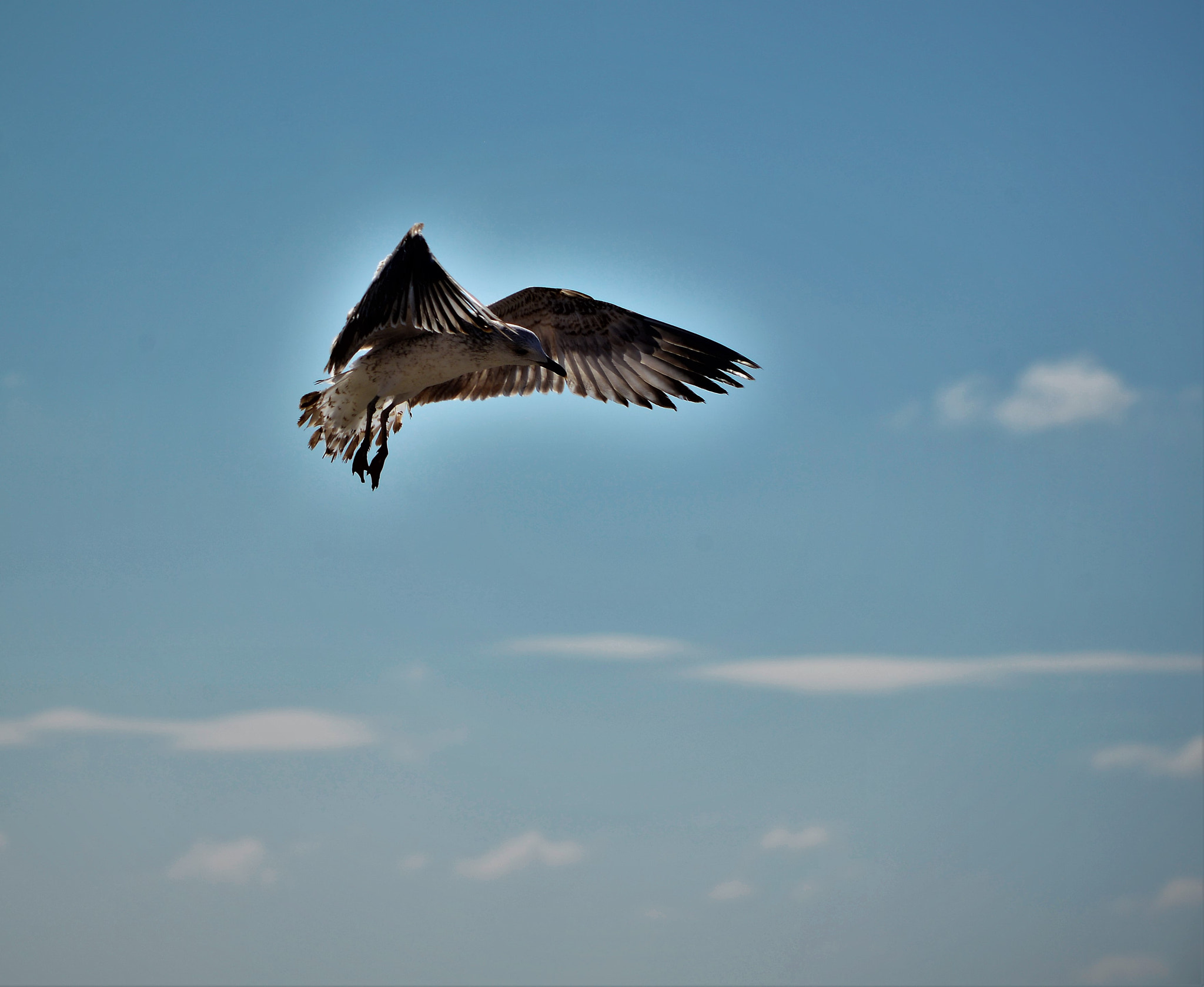 Nikon D800E + AF Nikkor 70-210mm f/4-5.6 sample photo. Mouette photography