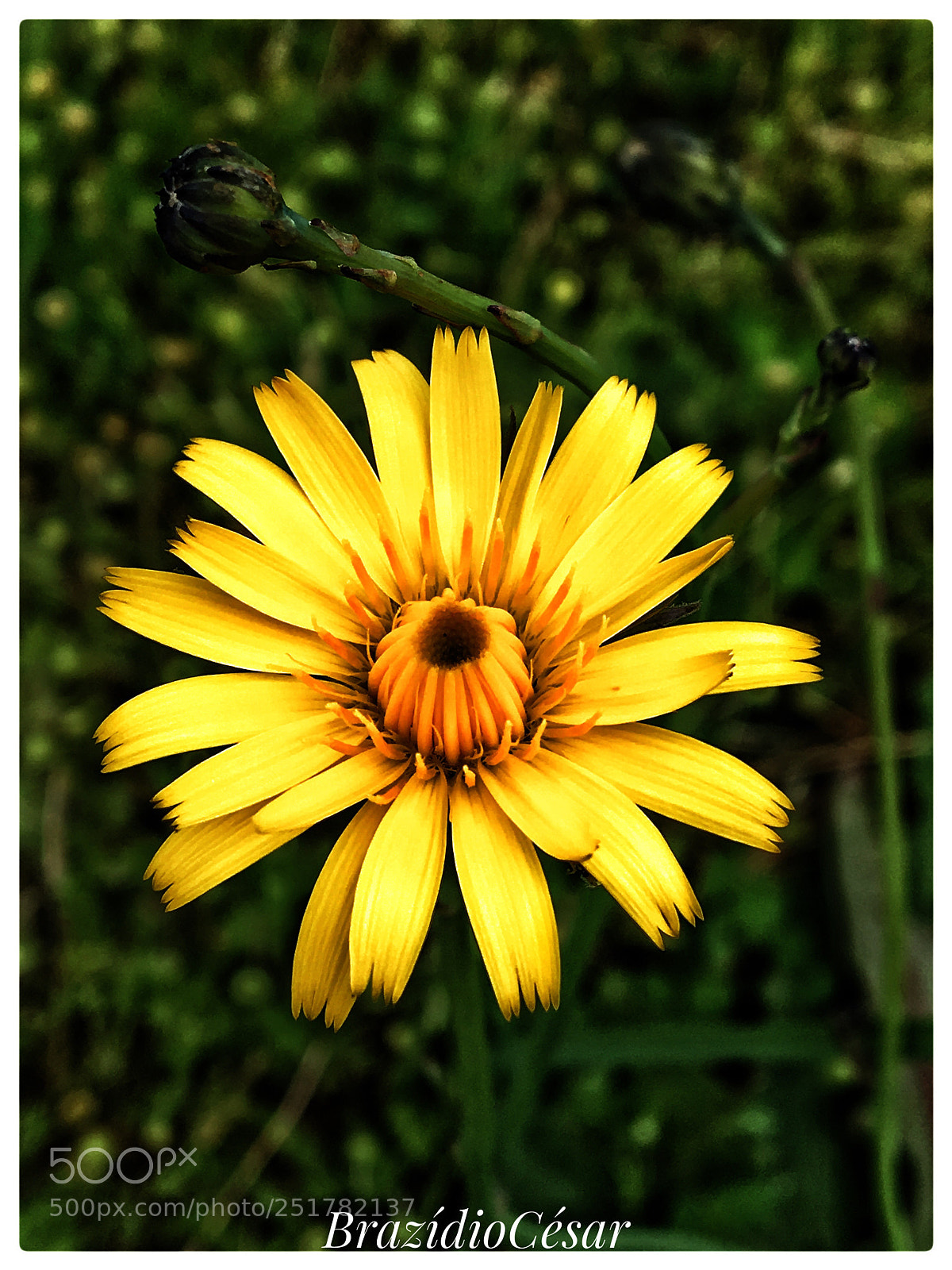 Apple iPhone 6s sample photo. Untitled photography