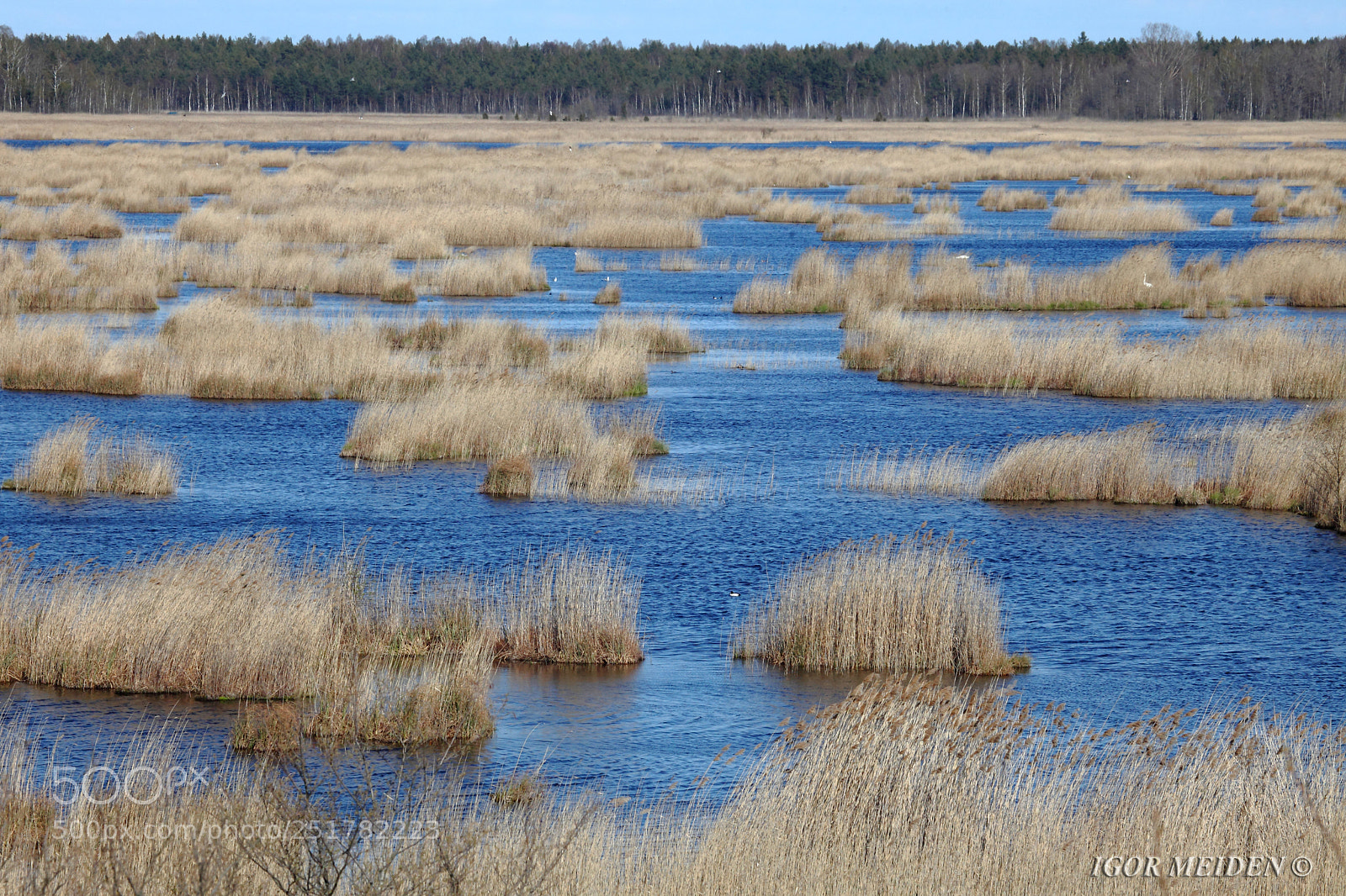Canon EOS 5D Mark II sample photo. Reeds in the rays photography