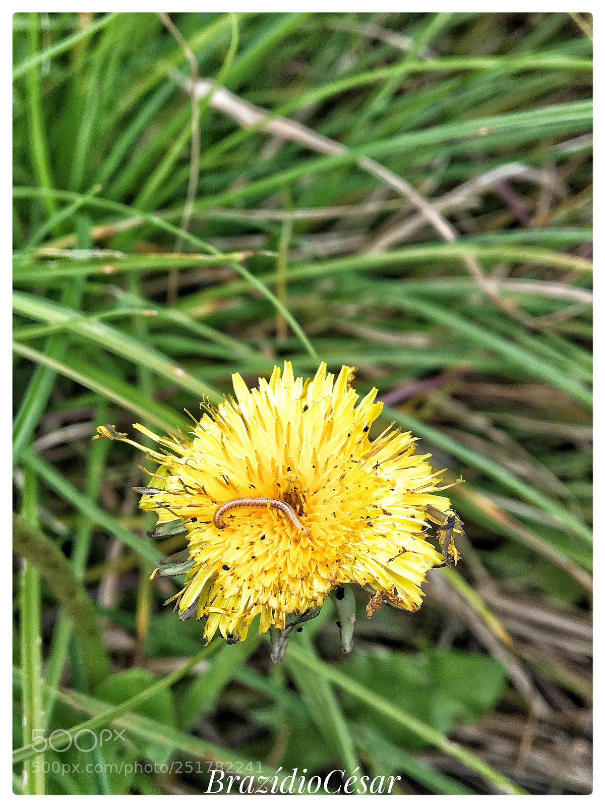 Apple iPhone 6s sample photo. Untitled photography