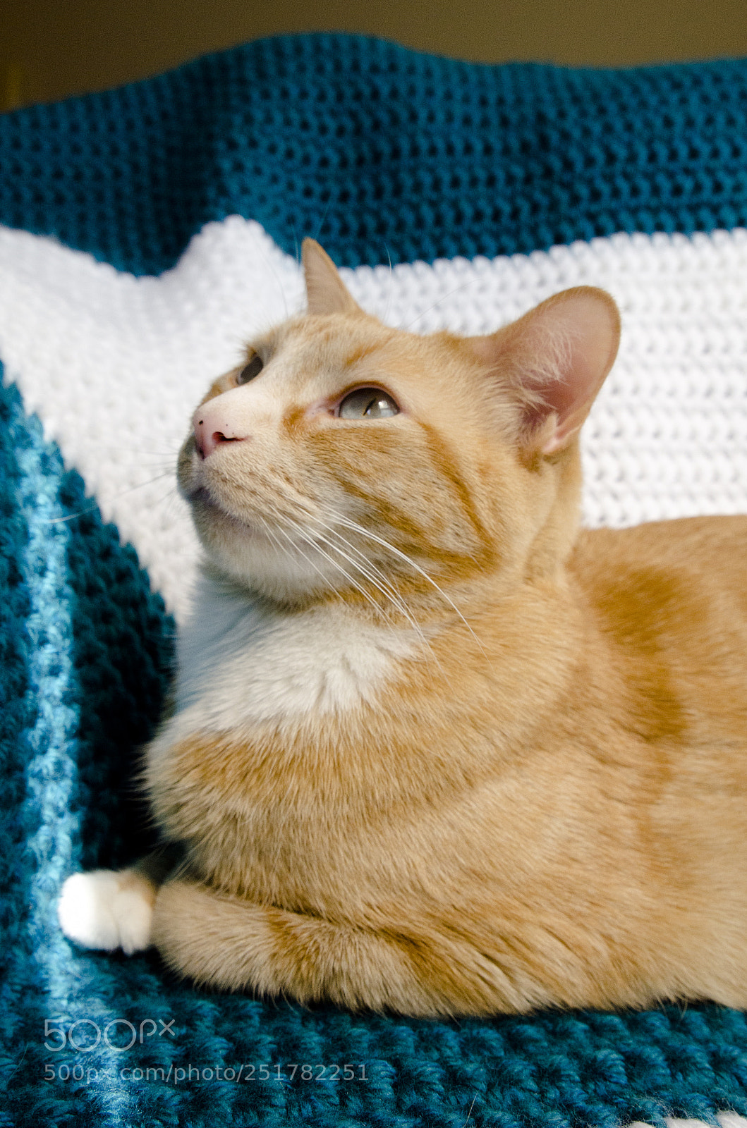 Nikon D7000 sample photo. Marley <3 photography