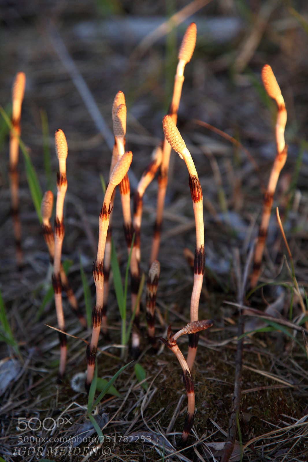 Canon EOS 5D Mark II sample photo. Reeds in the rays photography