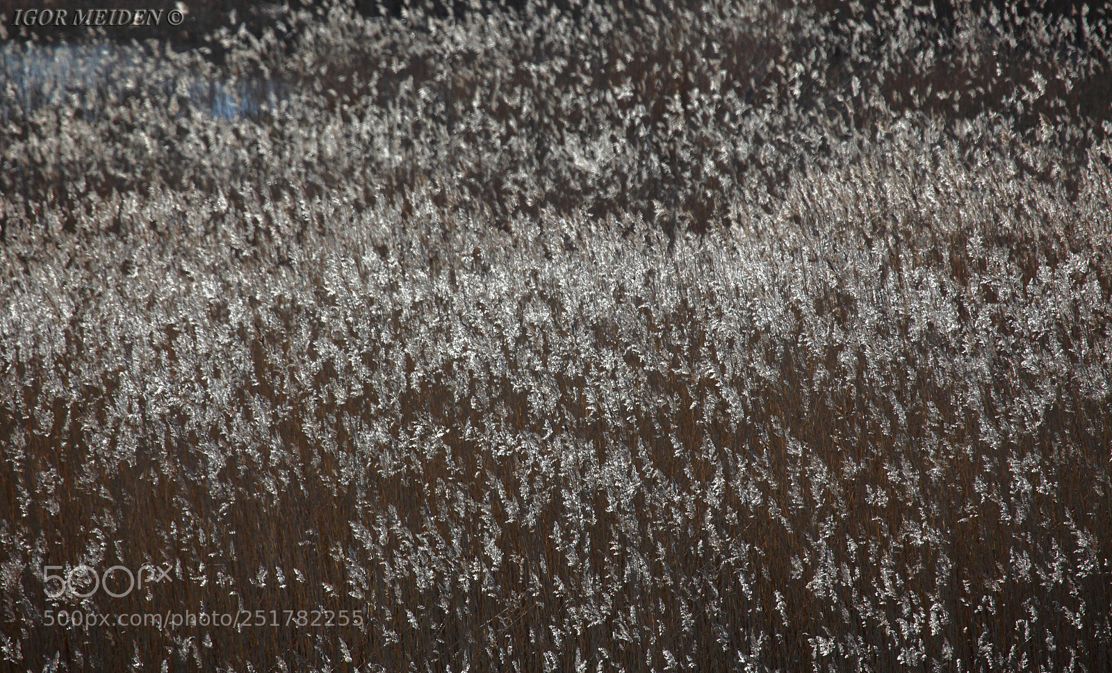 Canon EOS 5D Mark II sample photo. Reeds in the rays photography