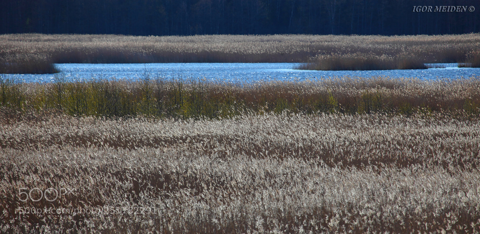 Canon EOS 5D Mark II sample photo. Reeds in the rays photography
