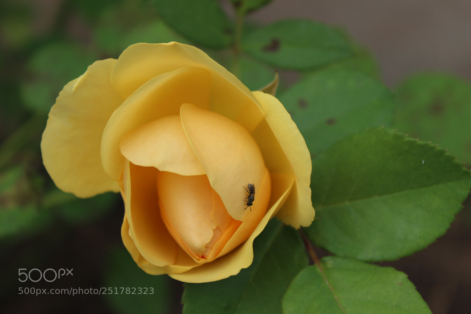 Canon EOS 600D (Rebel EOS T3i / EOS Kiss X5) sample photo. Bee on yellow rose photography