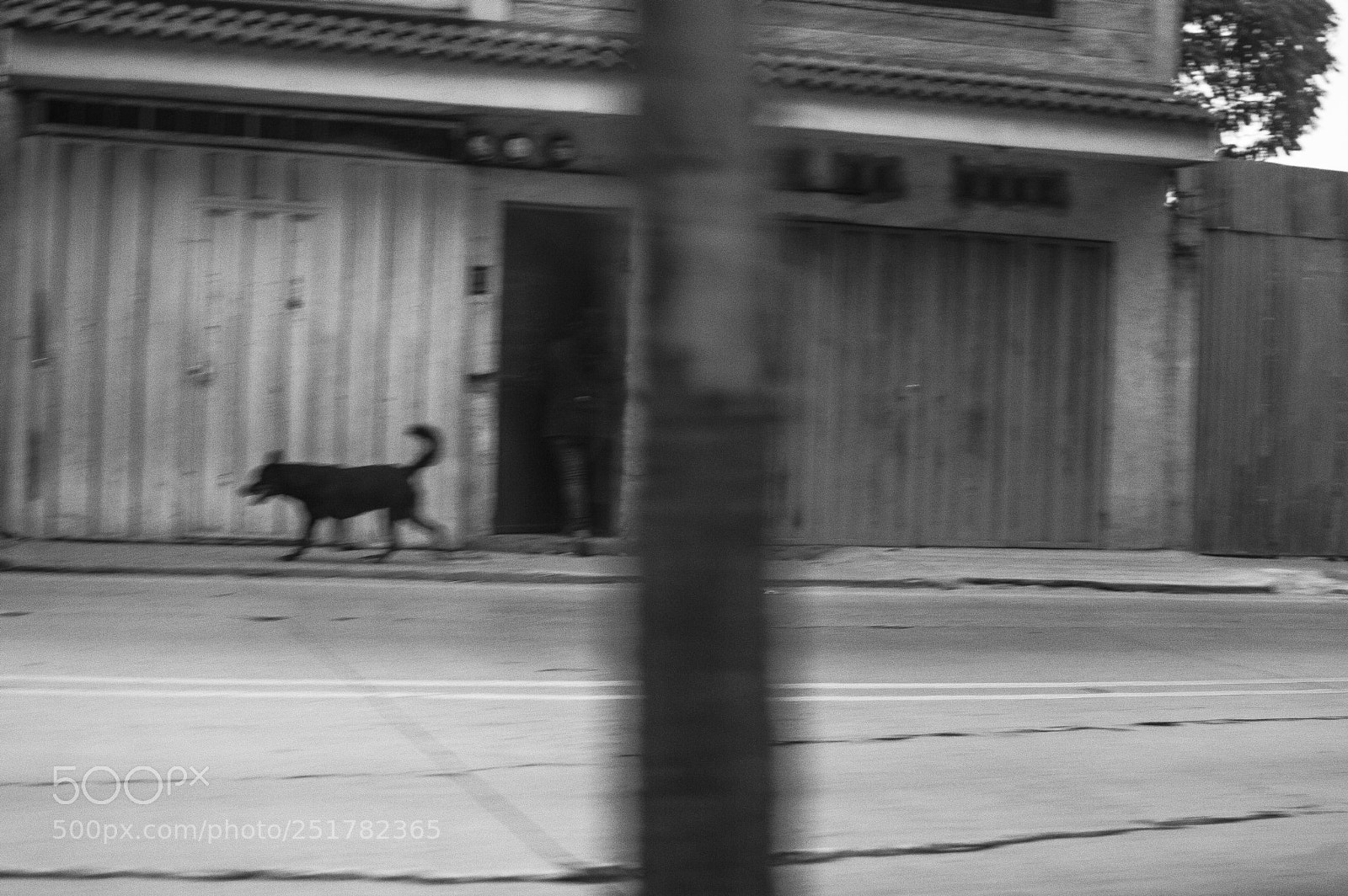Nikon D3200 sample photo. Perro photography