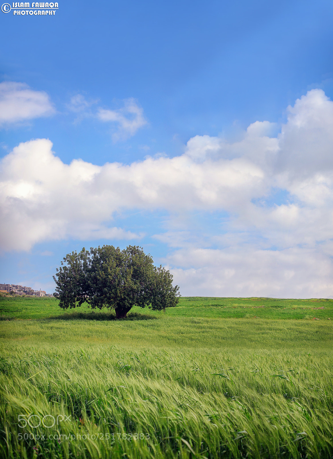 Canon EOS 5D Mark II sample photo. Jenin- palestine photography