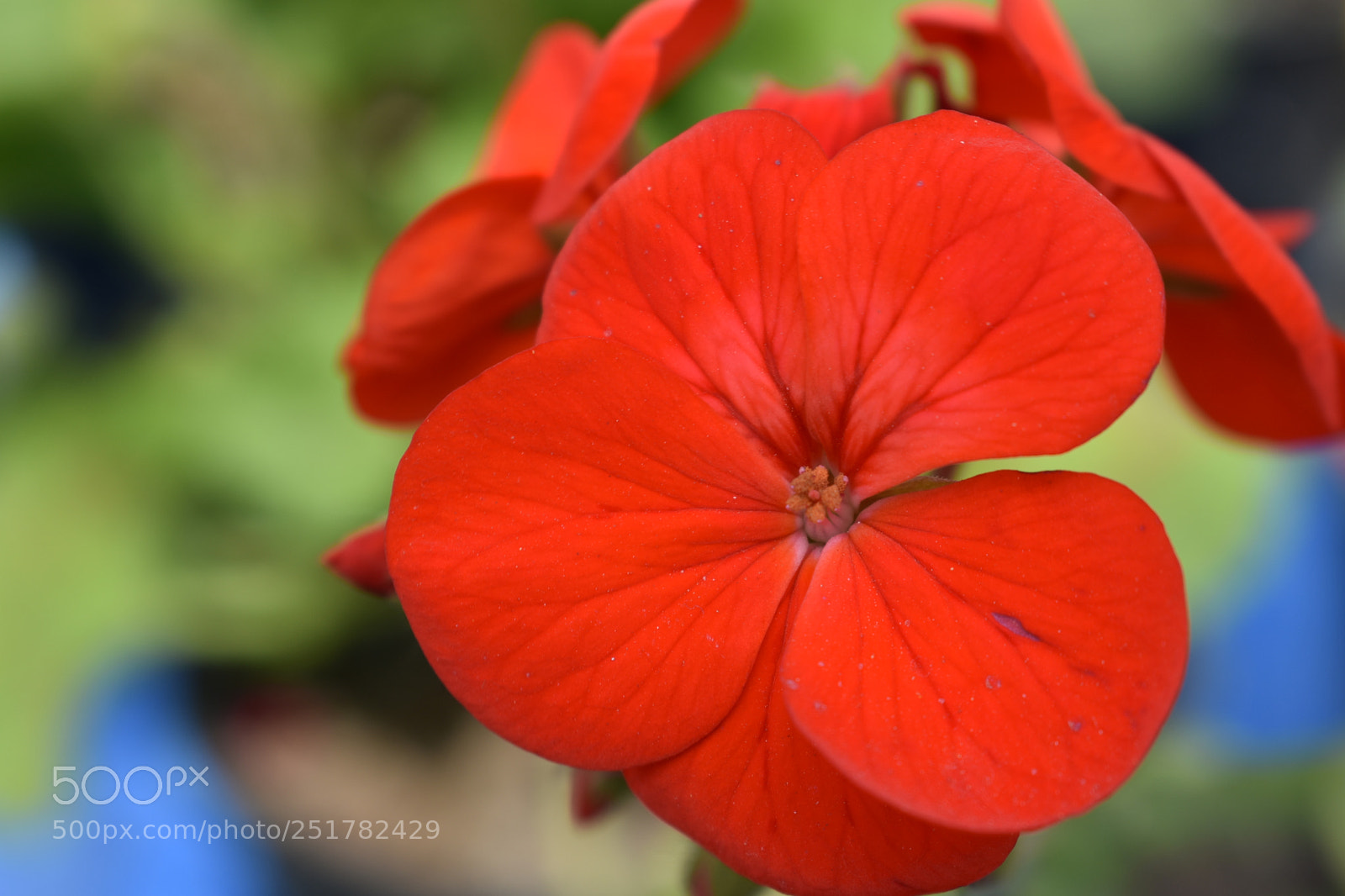 Nikon D3400 sample photo. Red flower photography