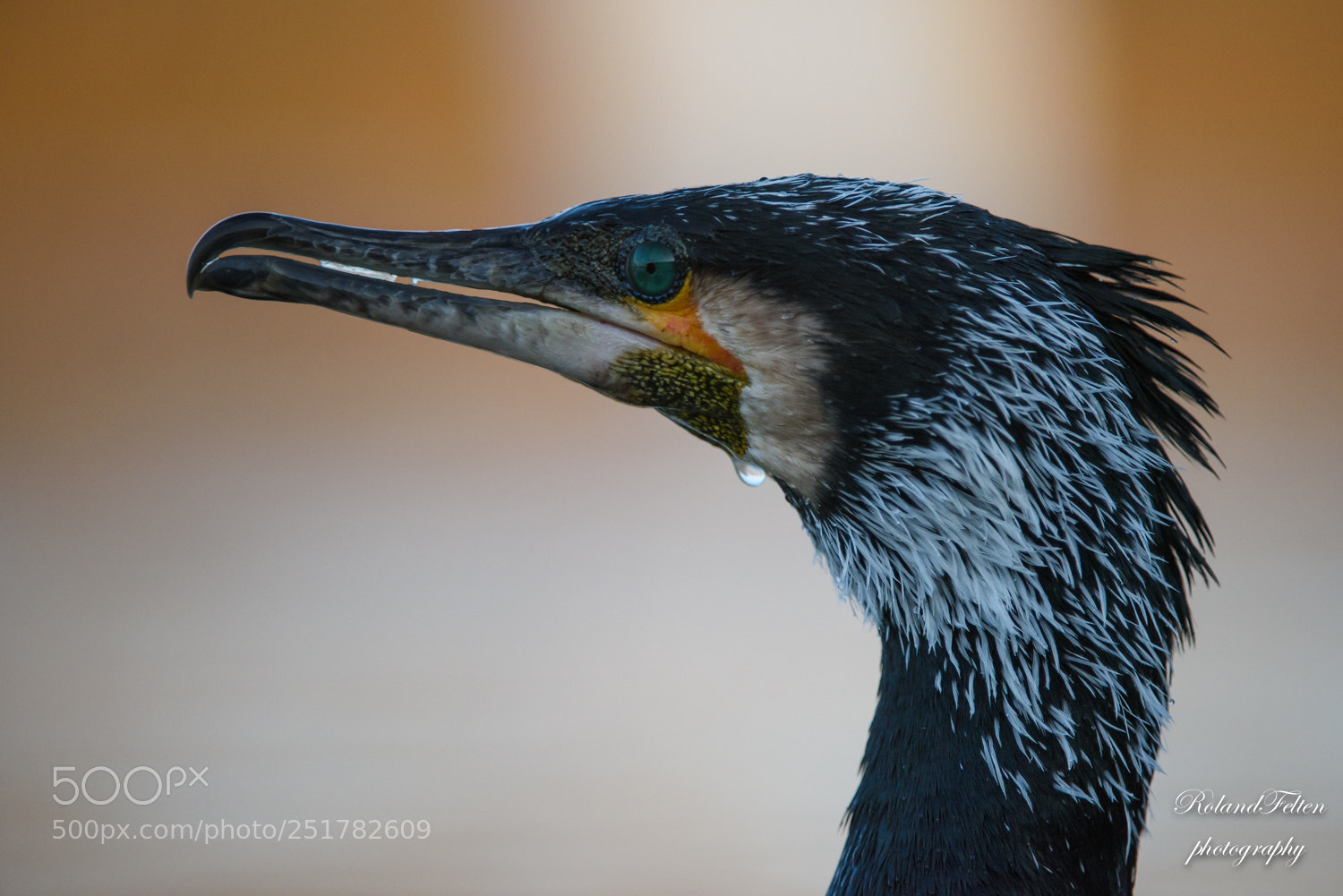 Nikon D810 sample photo. Great cormorant portrait photography
