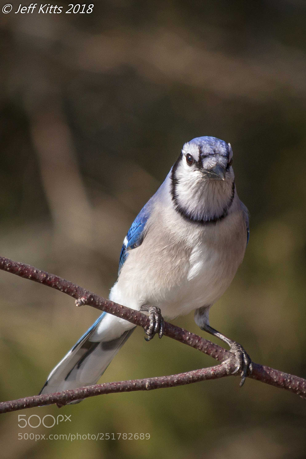 Canon EOS 7D sample photo. 6742- blue jay # 58 photography