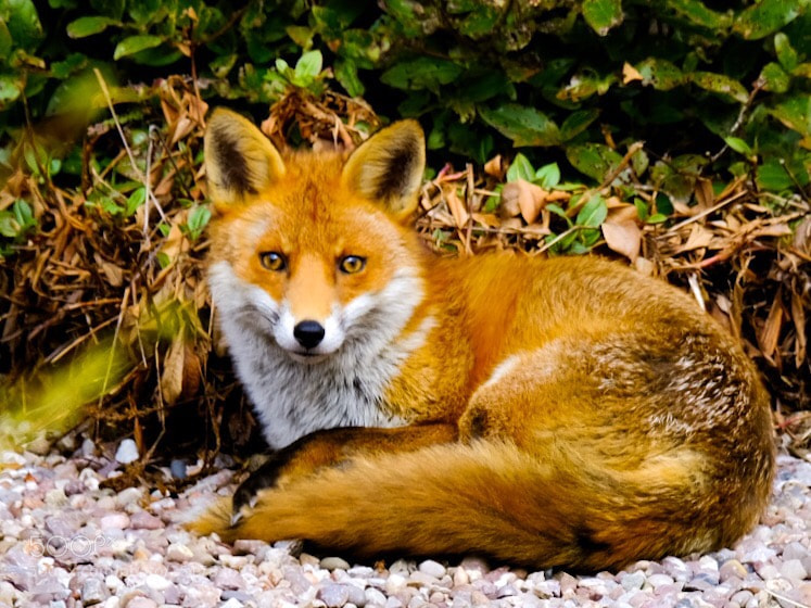 Fujifilm X-T2 sample photo. Lazy fox photography
