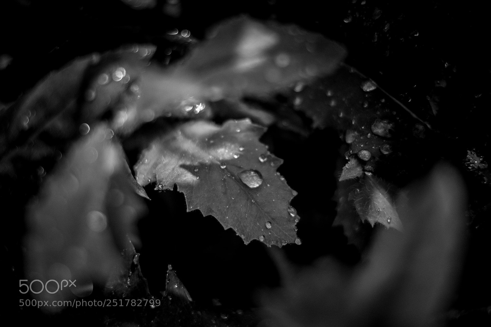 Nikon D7100 sample photo. Abstract nature after rai photography